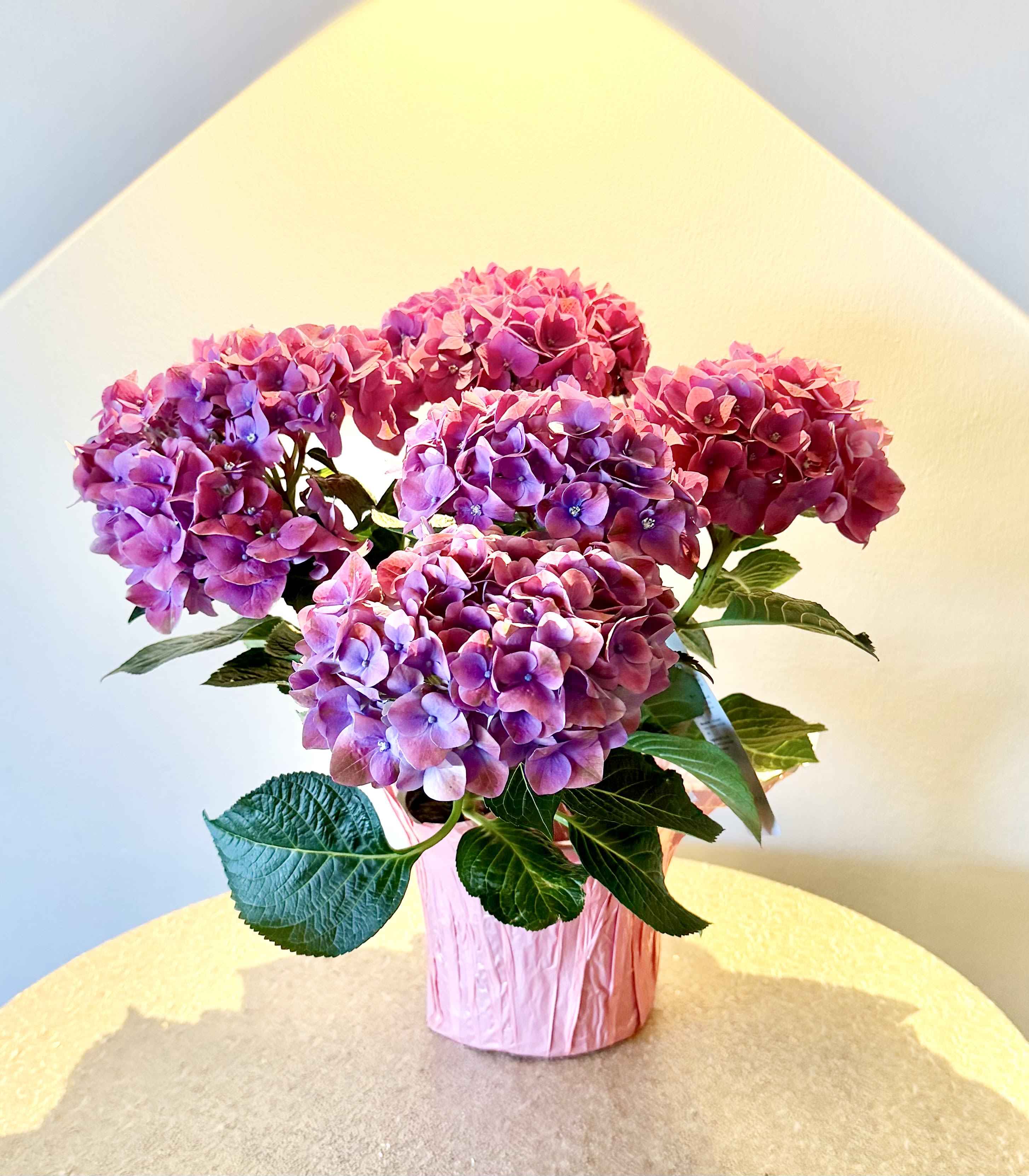 6" Hydrangea Plant - 6" Hydrangea Plant Limited Quantities!  Colors of Plant vary from blush pink, lavender and purple. 