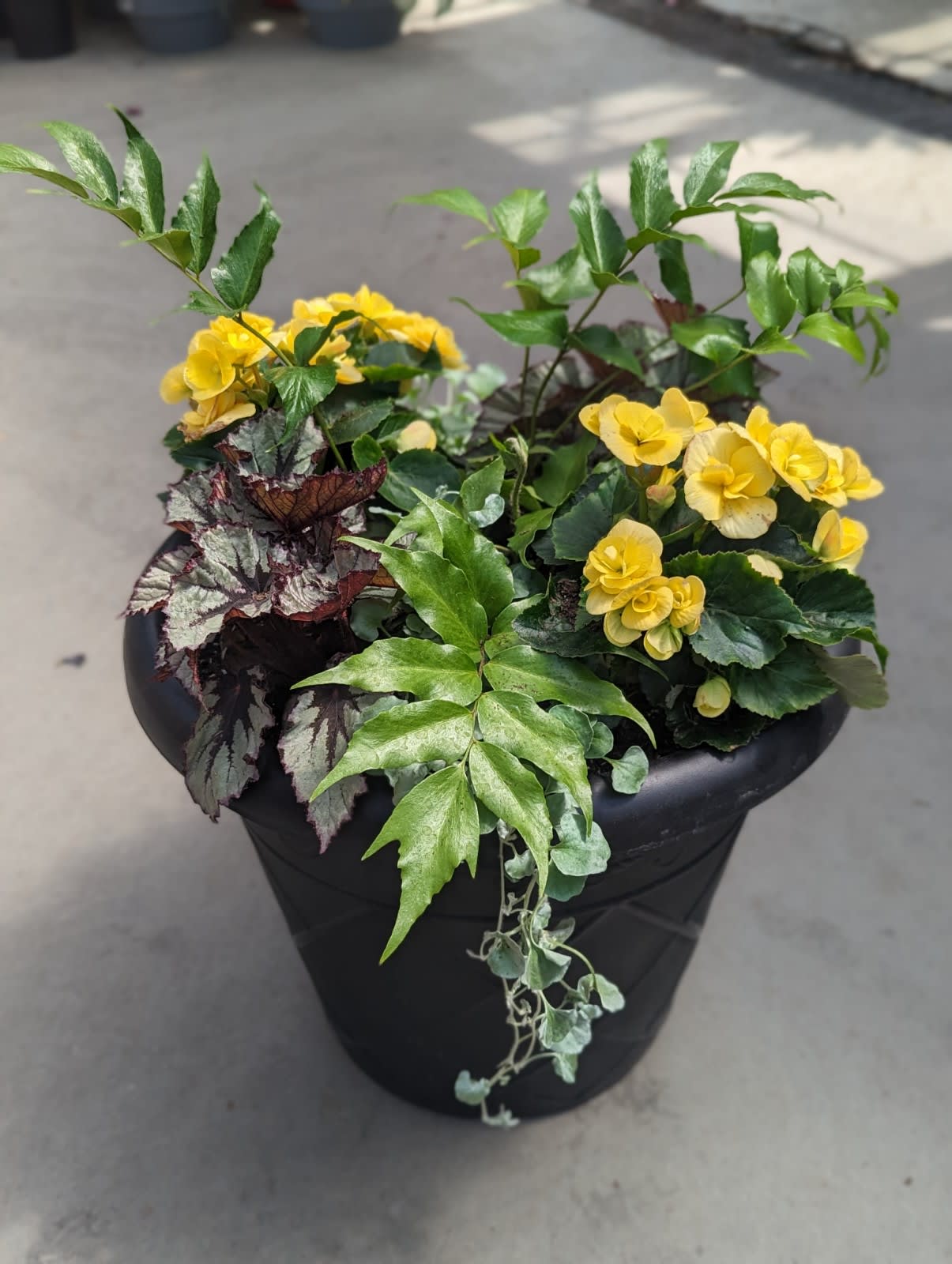 Potted plant with yellow blooms and mixed foliage in a black container