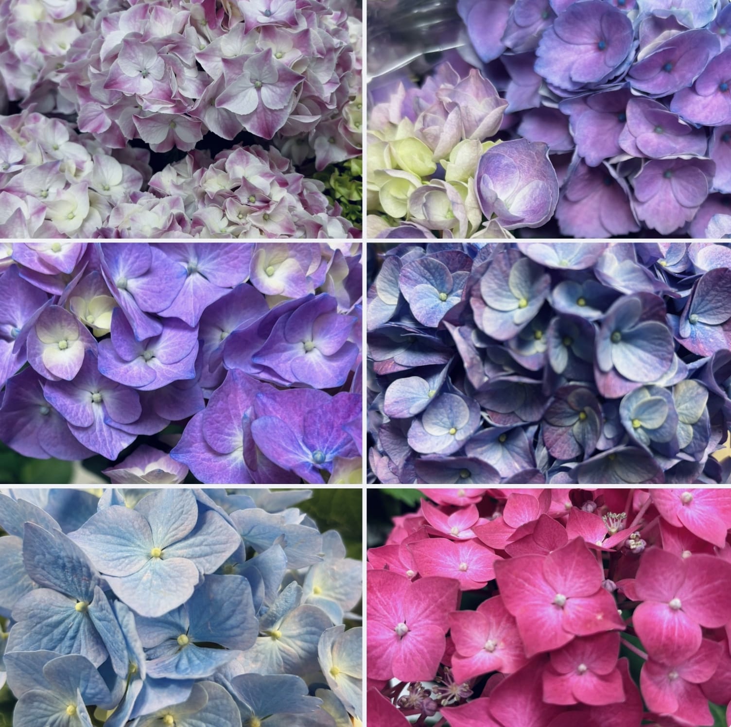 Hydrangea - Blooming Seasonal Plant in 6" Pot - Enjoy spring with a locally grown hydrangea plant in either pink or blue (availability varies day to day). Your beautiful hydrangea plant arrives in a basket, planted in a 6" growers pot.