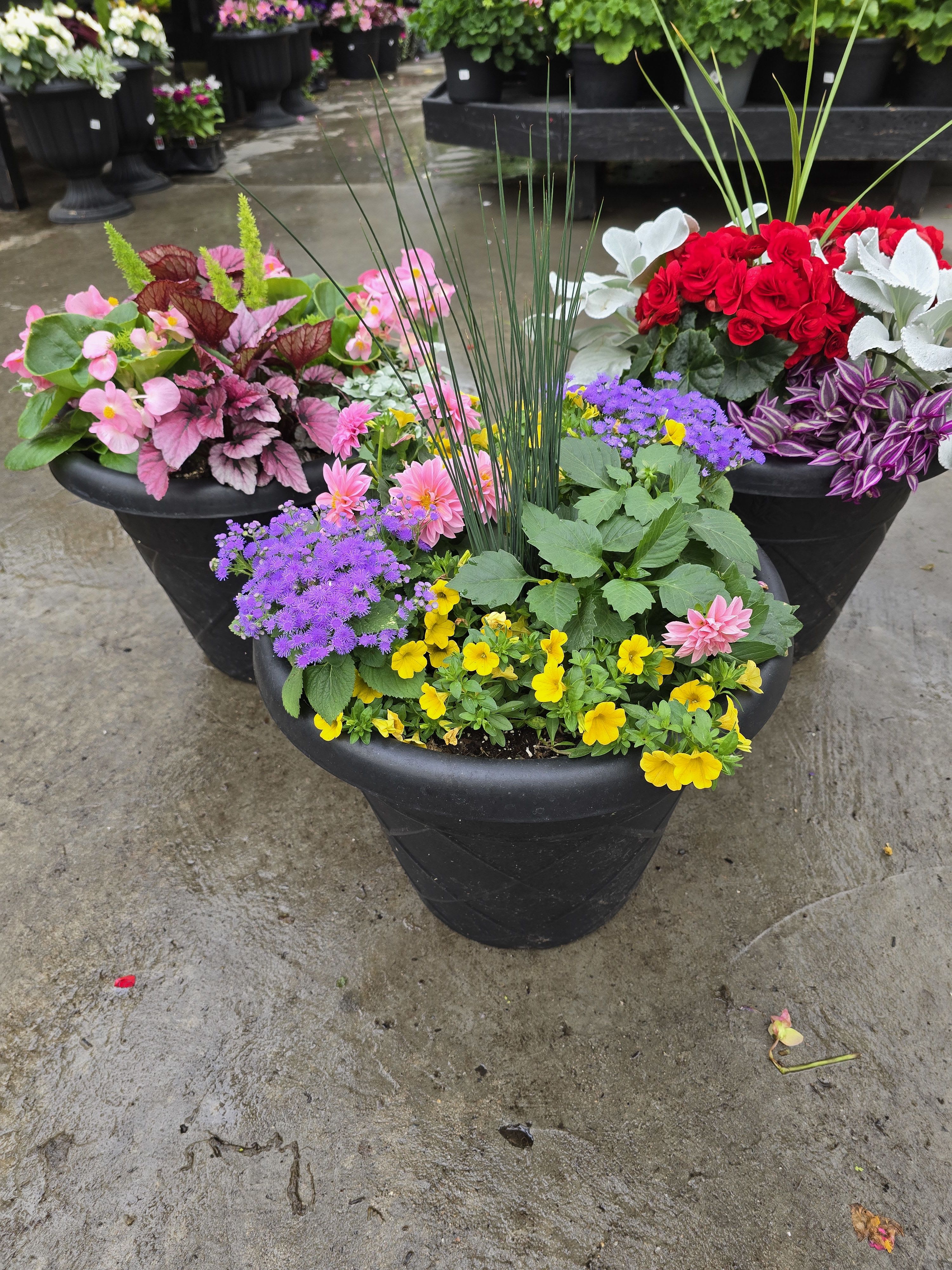 Three colorful potted flower arrangements in black planters