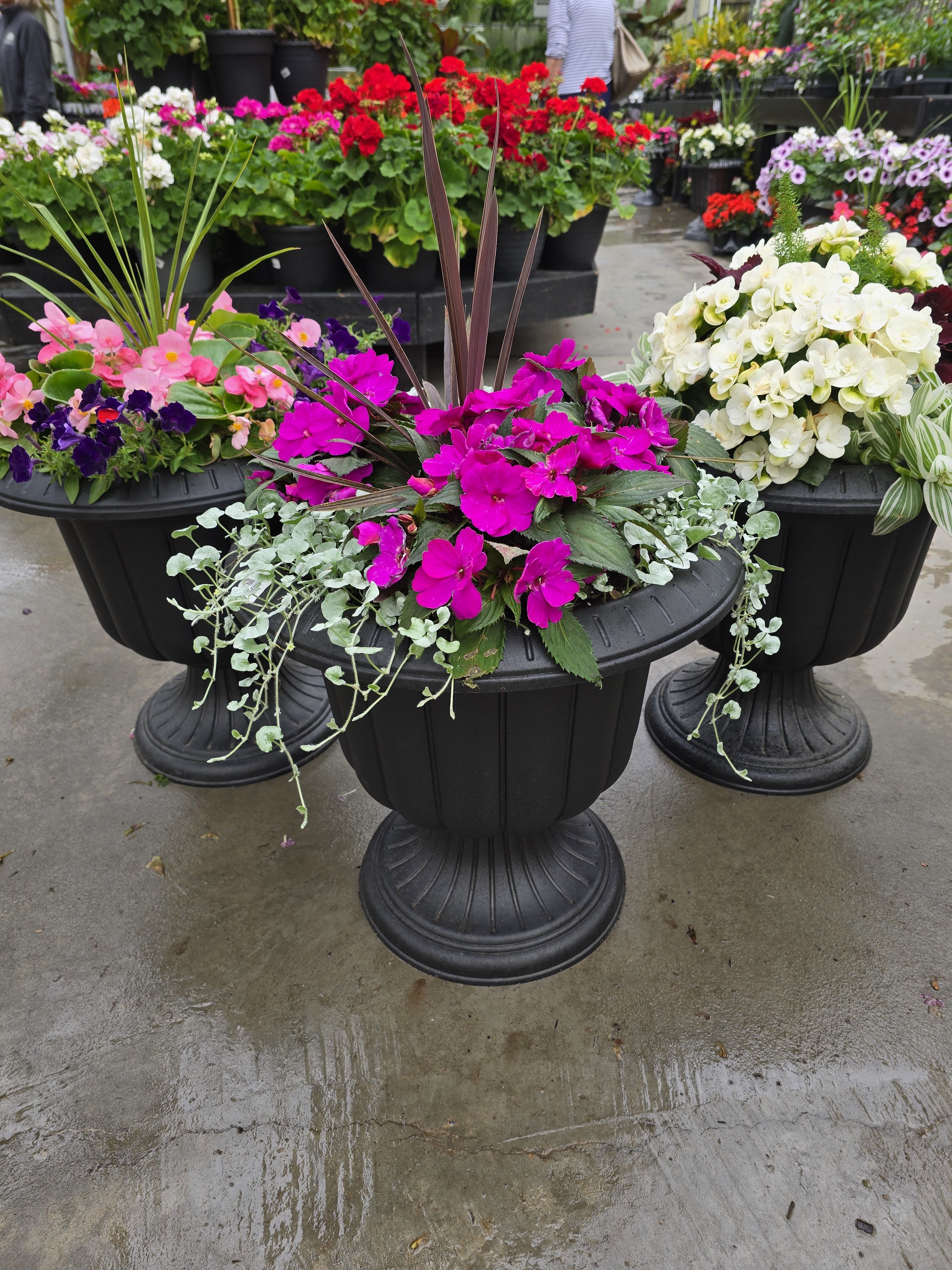 Colorful potted flower arrangements in black urn planters