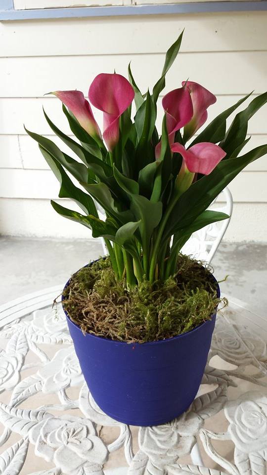 Pink calla lilies in a blue pot