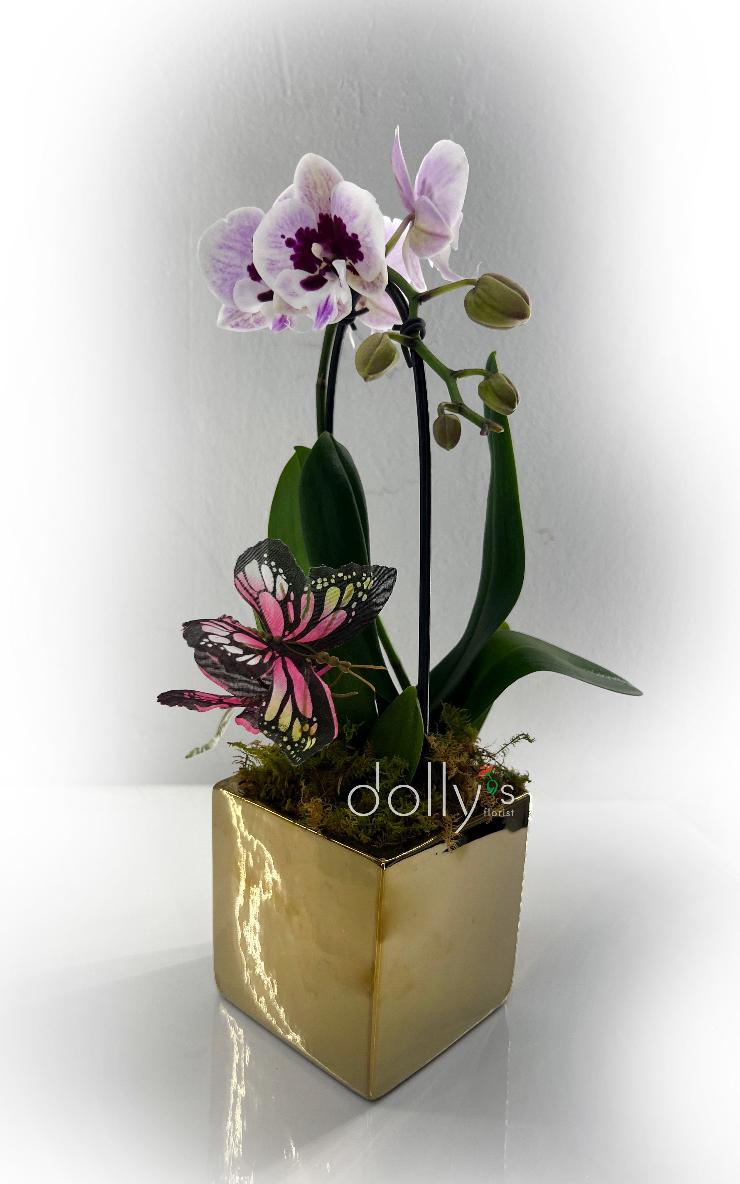 Mini-Orchid Plant - A compact phalaenopsis orchid that feels both refined and delightfully whimsical-perfect as a just-because gift, a thoughtful housewarming surprise, or a small centerpiece to brighten someone's day. The mini-orchid plant arrives with pale pink and white blooms ringed by deep purple centers, giving a soft lavender-to-pink palette that reads elegant and cheerful. The arrangement sends a clear message of care: the kind of plant that makes the person you're thinking of feel noticed and cherished.  Planted in a reflective gold square planter and finished with decorative moss, a tiny pink-and-black butterfly accent, and discreet support stakes, this design looks polished on a mantel, desk, or bedside table. The phalaenopsis comes as a living plant-approx. 19"-23" (48-58 cm) tall-so recipients enjoy long-lasting blooms and a sculptural silhouette. The gold planter adds an upscale touch while the butterfly brings a playful contrast to the classic orchid.  Ideal for everyday gifting when you want to brighten someone's space without a special holiday, the mini-orchid is low-maintenance and long-lasting with proper light and occasional watering. Its compact size and finished planter make it gift-ready on arrival-no repotting required-so it's easy to send a lasting, elegant reminder that you're thinking of them.