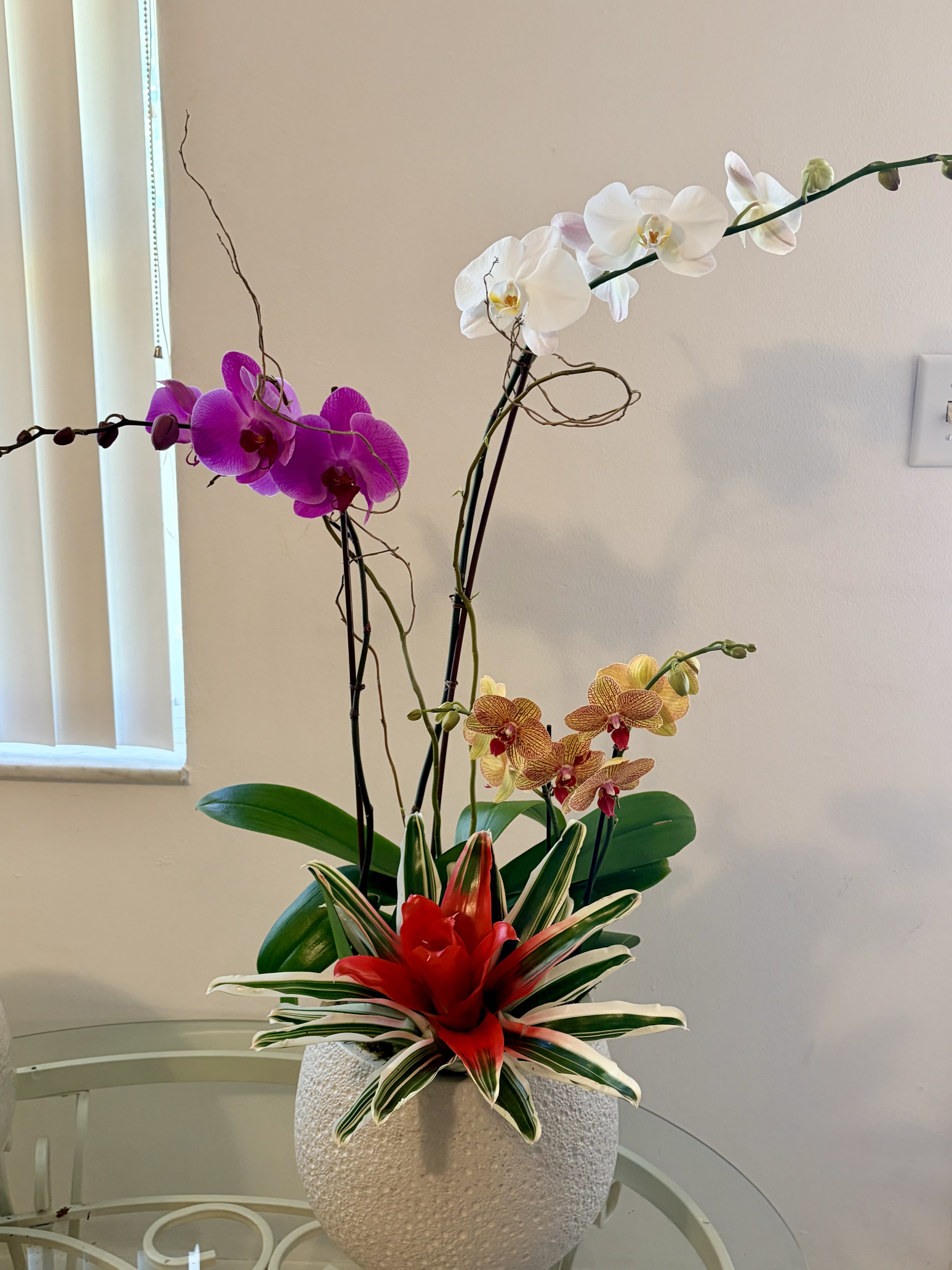 Orchid Trio***** Mother's Day Special..... - N/A 