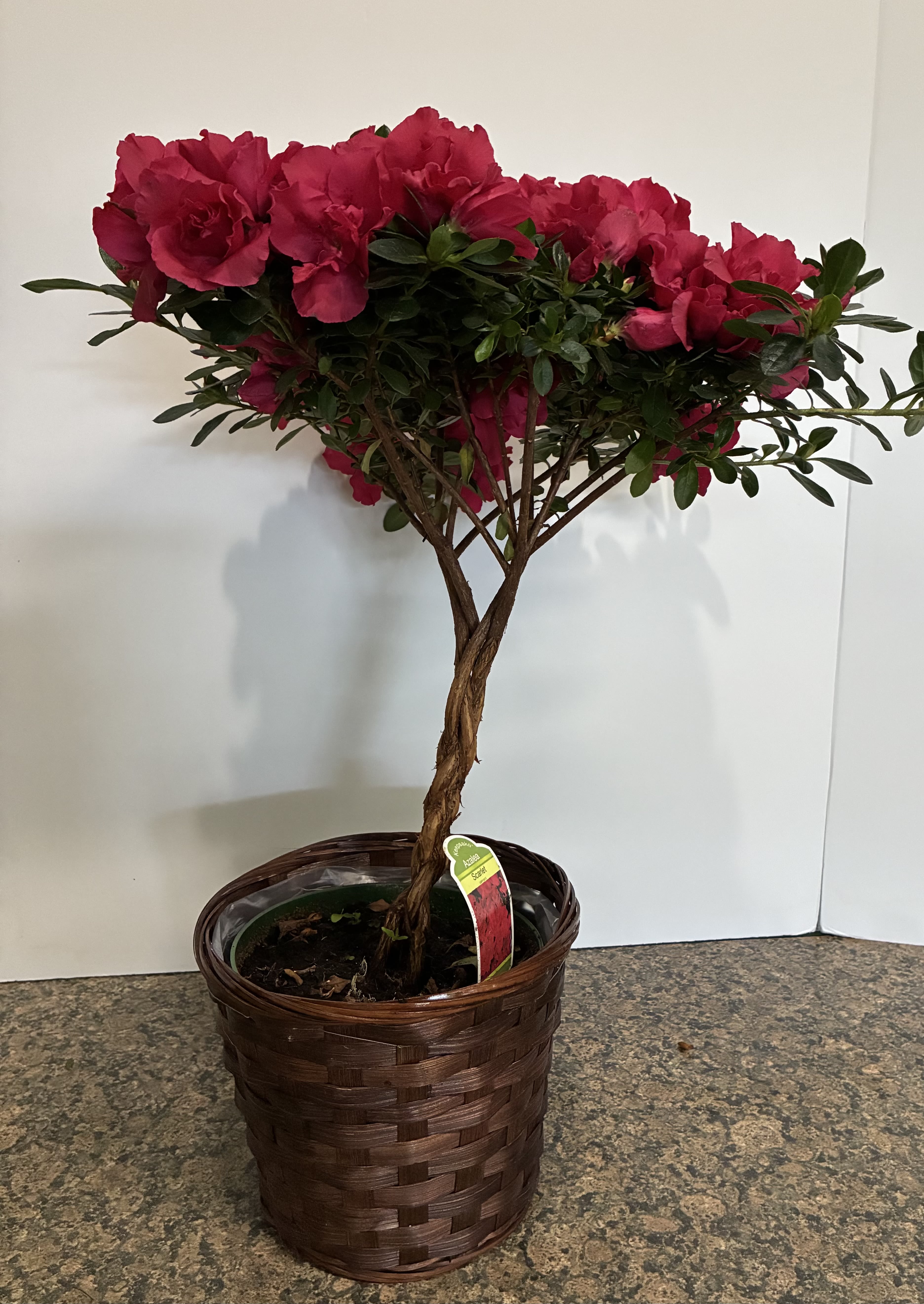 Scarlet Azalea Plant - Scarlet Azalea Plant in a 8 inch basket.
