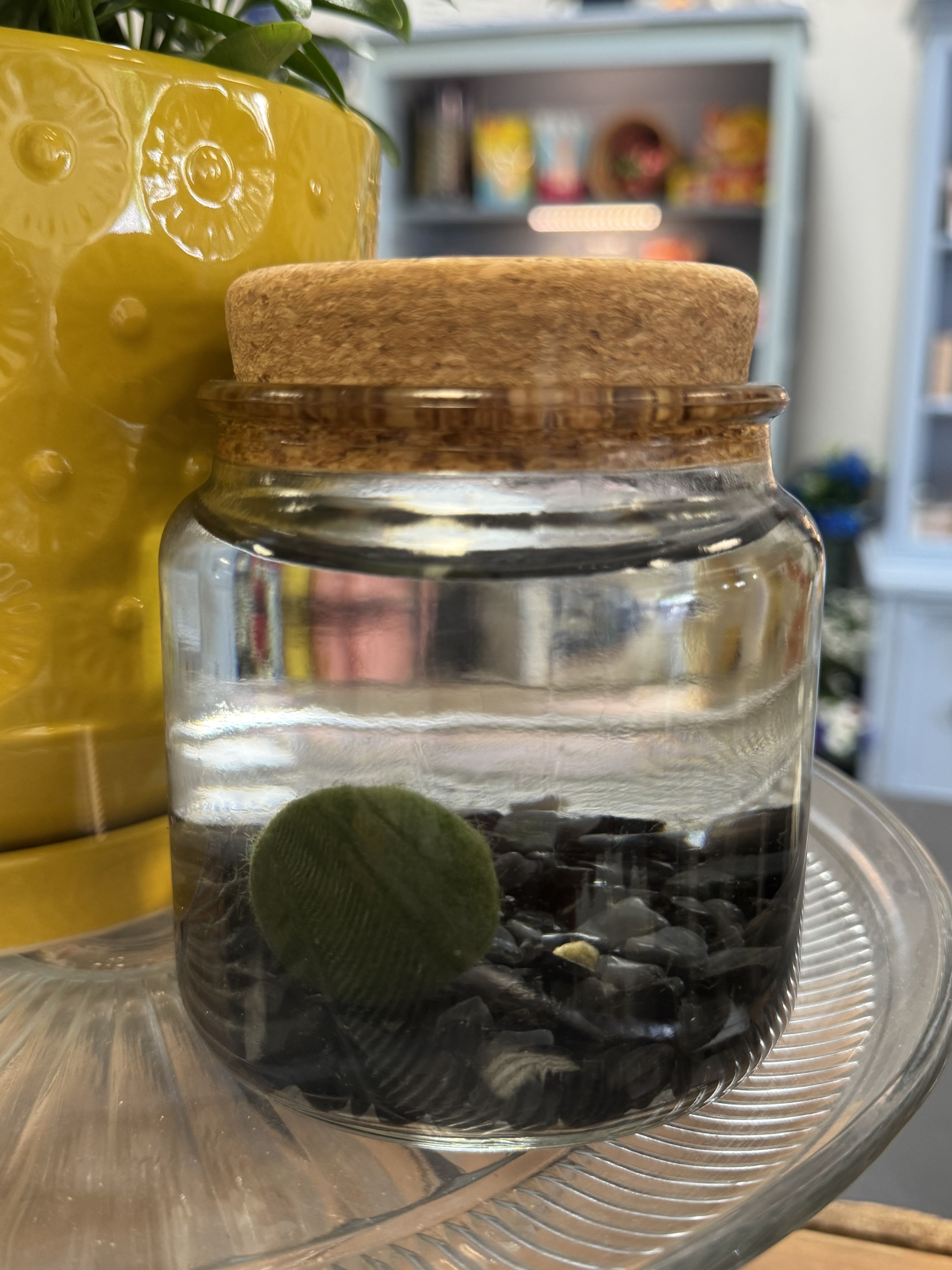 Moss Amigo - Black Obsidian - Meet your new low-maintenance little buddy! Moss Amigos are real moss balls living in a glass jar with water, complete with their own tiny resin “pet” friend inside. They’re perfect for desks, shelves, bathrooms, offices, or cozy spaces that don’t get much sunlight. Think of them as an upgraded pet rock — cute, quirky, and easy to love.