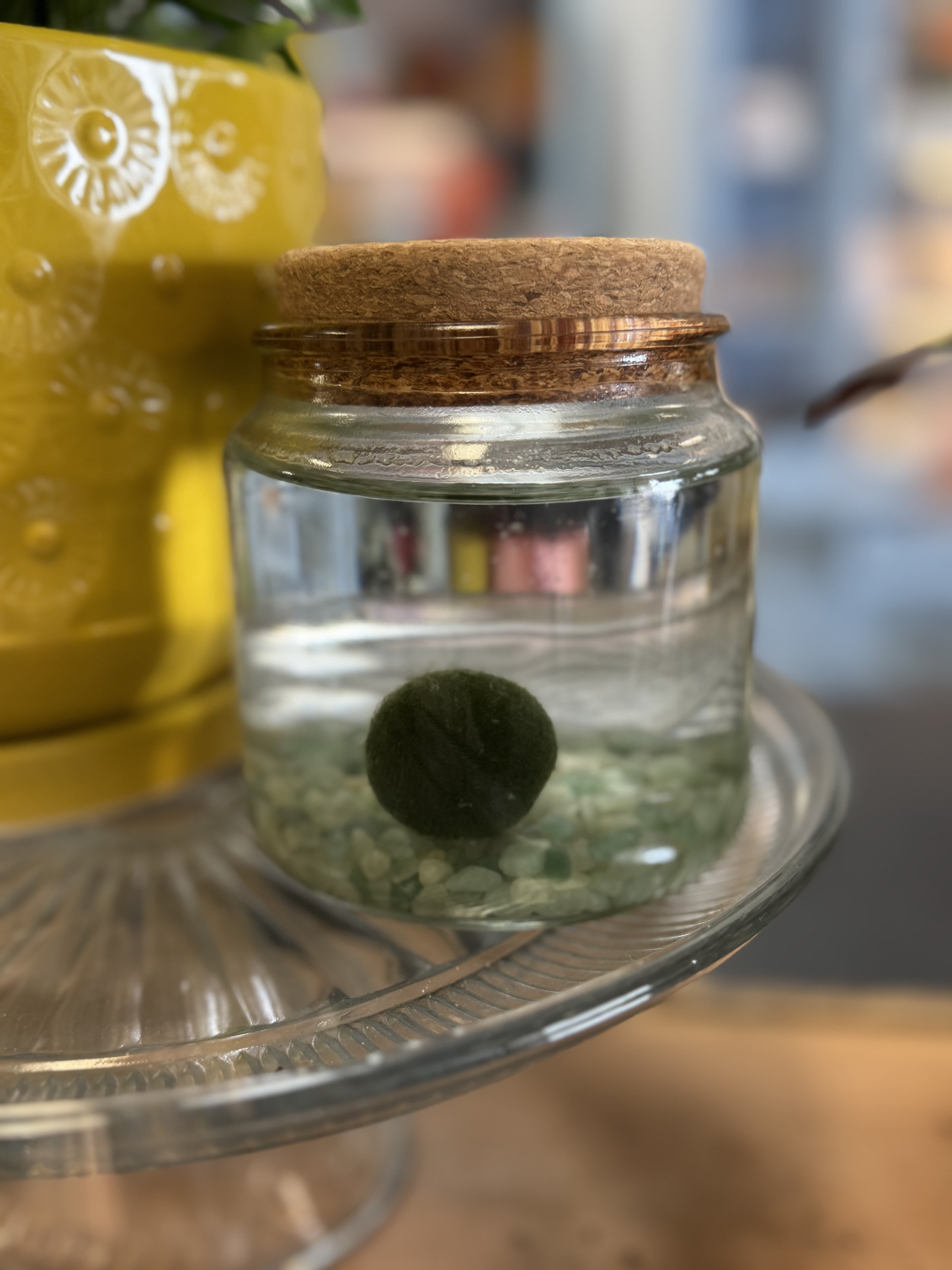 Moss Amigo - Aventurine - Aventurine