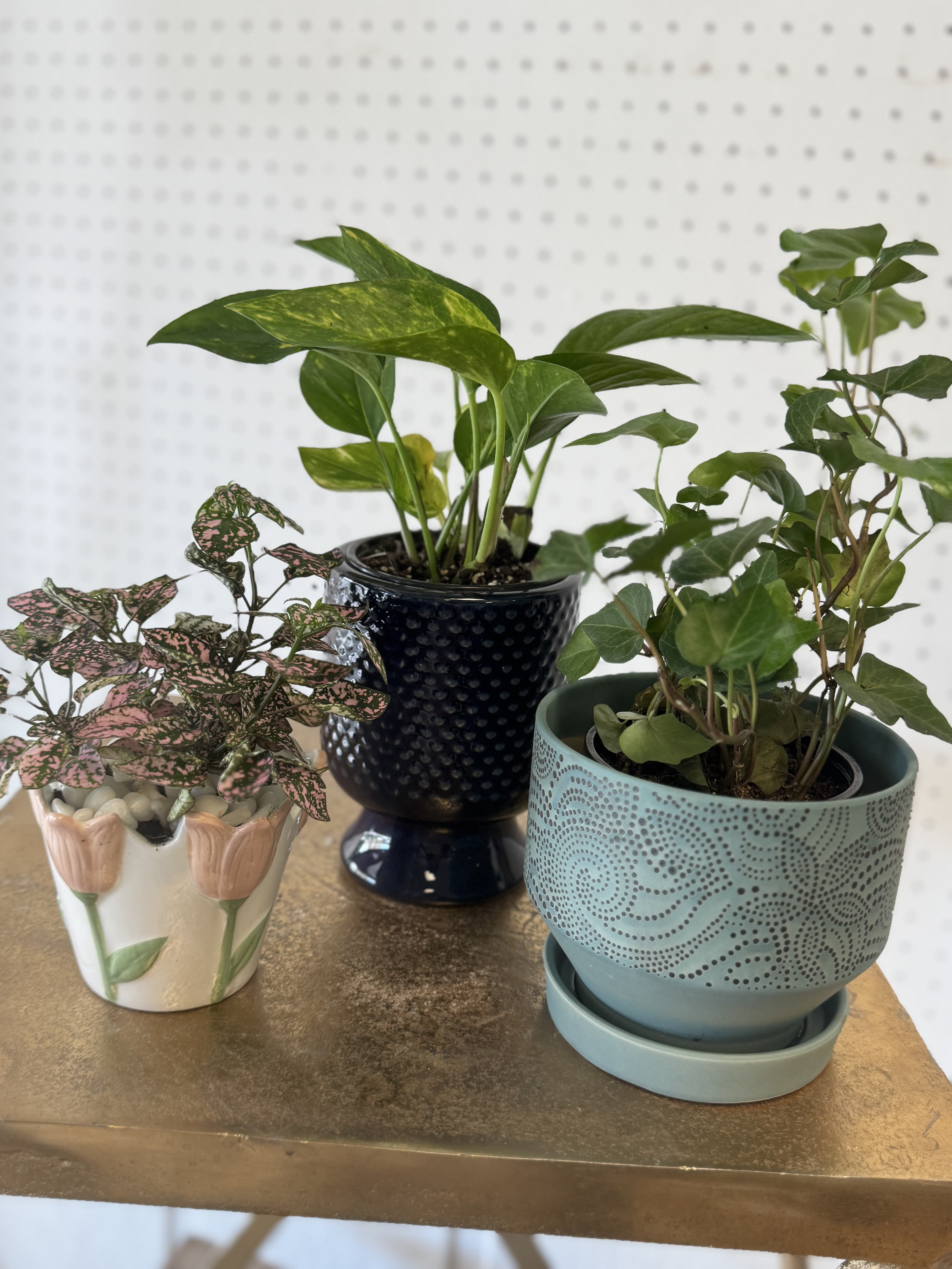 Surprise 4" Potted Plant - A sweet little plant surprise! We’ll choose a 4" plant and decorative pot at random, then plant it up fresh and ready to gift. Plant and pot will vary and may not be exactly as pictured — that’s part of the fun!