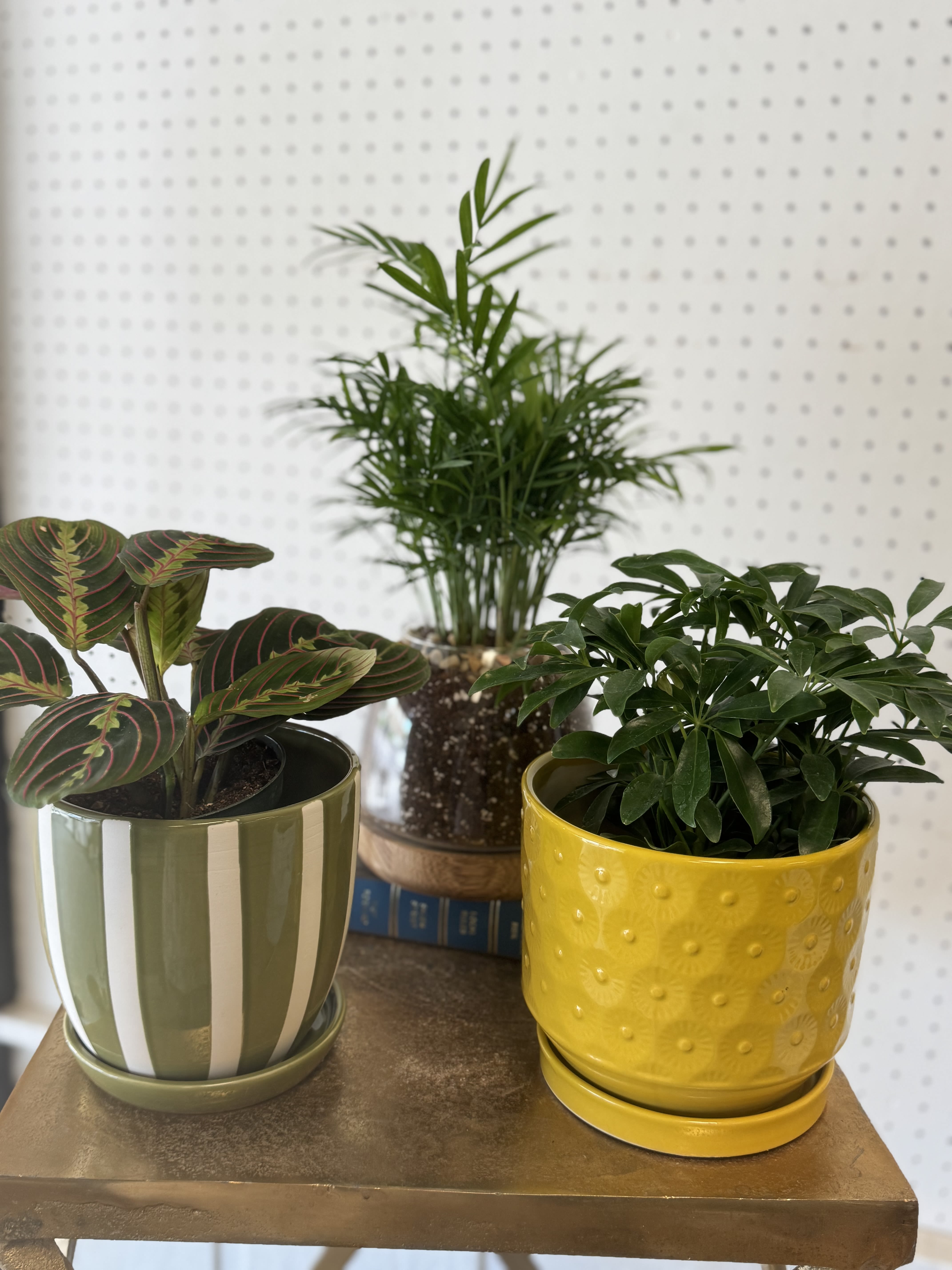 Deluxe Surprise 4" Potted Plant - A sweet little plant surprise! We’ll choose a 4" plant and decorative pot at random, then plant it up fresh and ready to gift. Plant and pot will vary and may not be exactly as pictured — that’s part of the fun!
