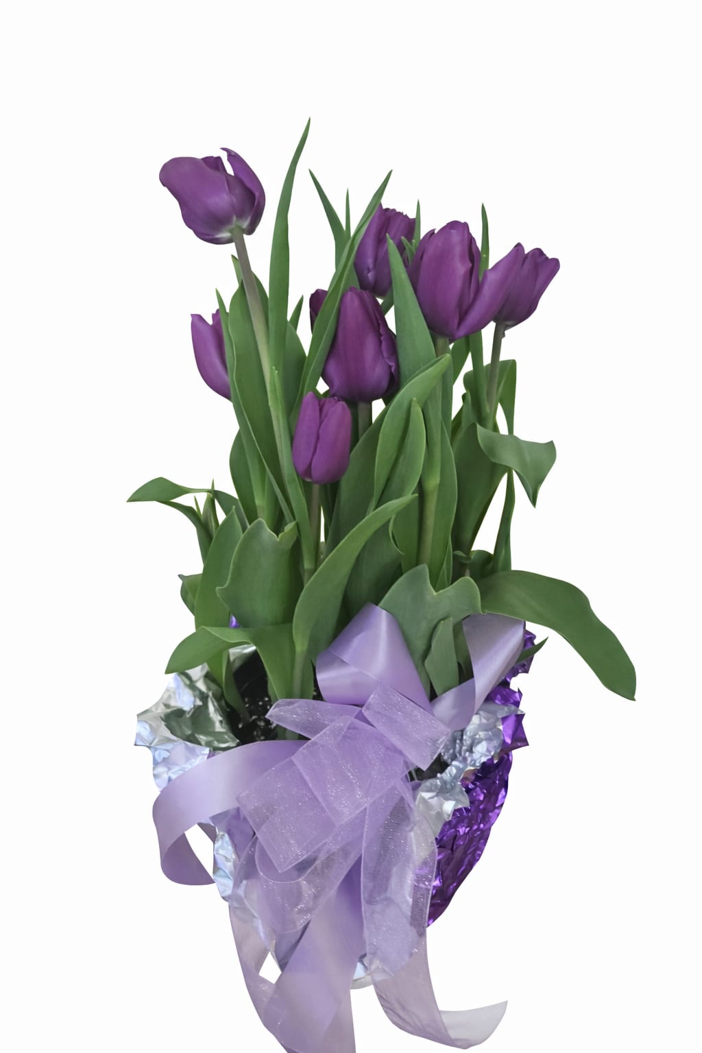 Potted Tulips - Potted Tulips  Colors may vary