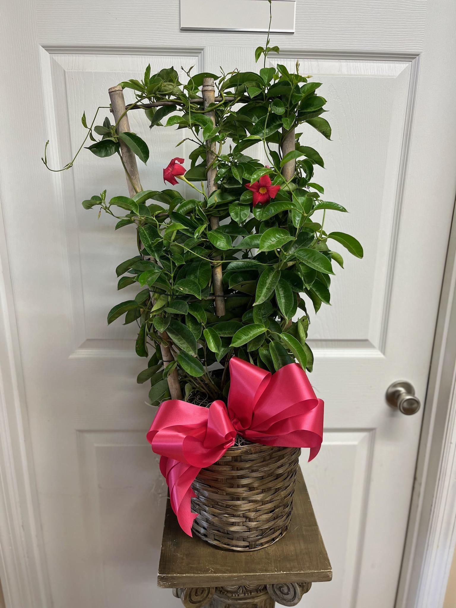 Potted climbing plant with pink flowers and a bright ribbon bow