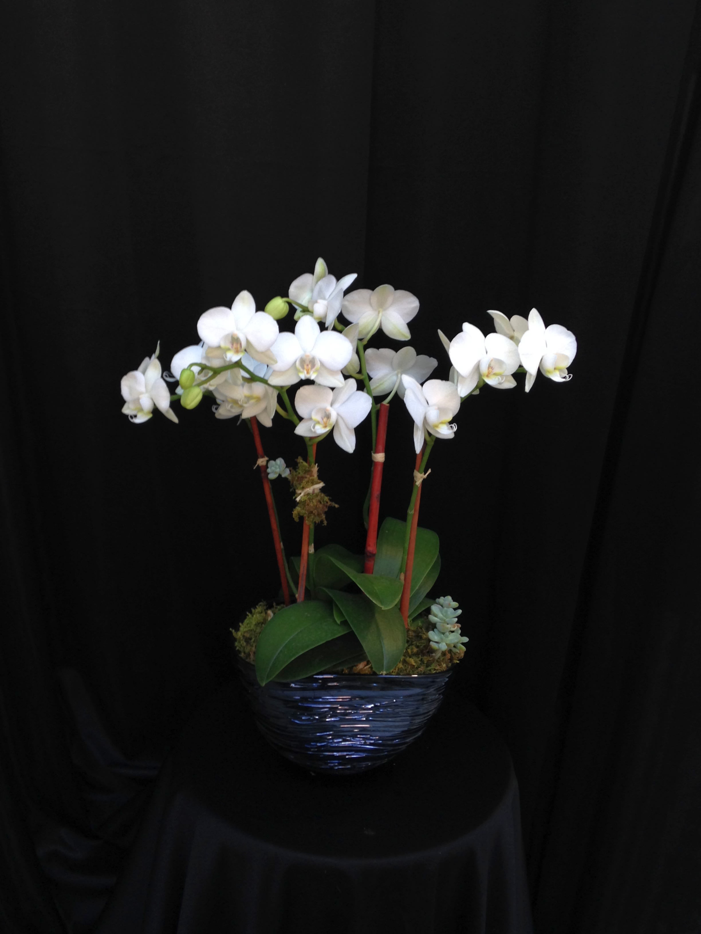 White orchid arrangement in a dark blue pot