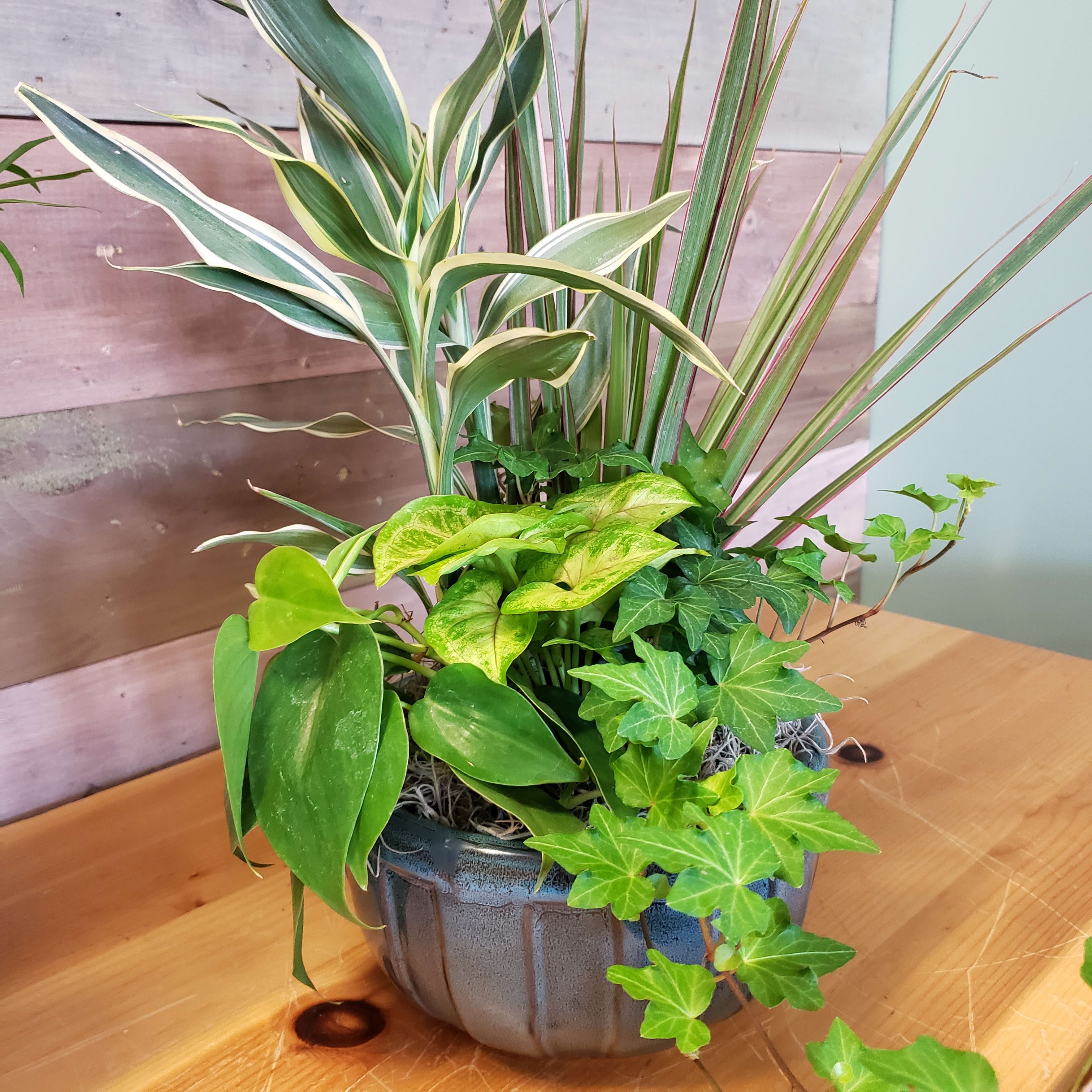  Dish Garden -  4 Different plants in a ceramic or metal dish garden. Some of them contain blooming flowering plants.