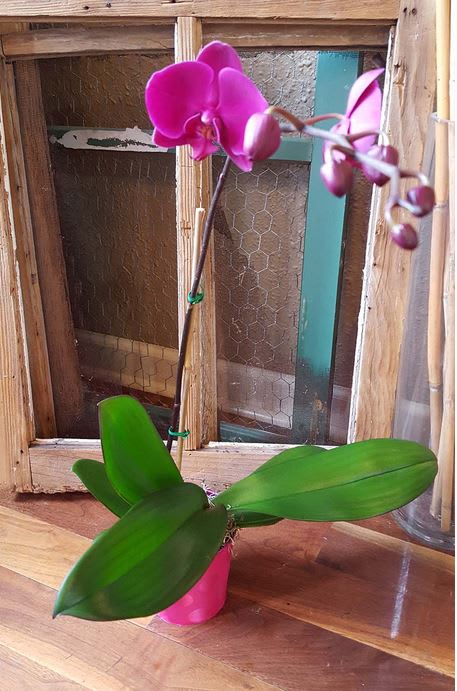 Pink orchid plant in a small pot with broad green leaves