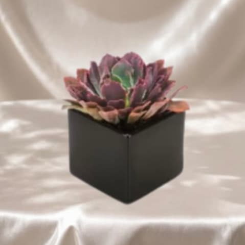 Modern Succulent Garden  - Send a stylish dark potted succulent, perfect for Father’s Day, celebrating a career win, or a thoughtful “just because” gesture. Designed to be long-lasting and low-maintenance, this modern plant can be enjoyed for years with proper care—making it a meaningful and practical gift.  Each piece is Designer’s Choice. Succulent variety and container style may vary based on availability while preserving the overall aesthetic, quality, and value.  Perfect for Father’s Day, birthdays, congratulations, thinking of you, or a unique and lasting gift for any occasion.  Available for delivery in Southwest Florida, including Naples, Bonita Springs, and Fort Myers Beach.