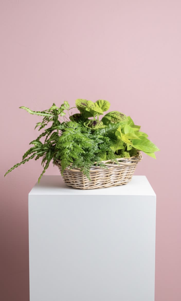 Basket of assorted green houseplants on a white pedestal