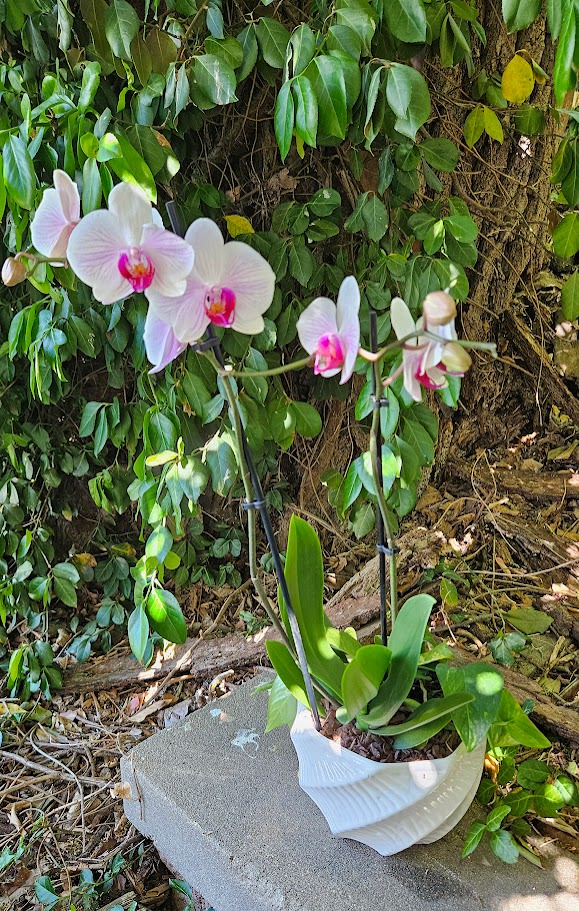 Blush Orchid Elegance - A graceful Phalaenopsis orchid garden designed with soft blush pink blooms and lush green foliage in a modern sculpted ceramic container. This elegant orchid planter brings a clean contemporary look while offering the timeless beauty of long-lasting orchids. Perfect for sympathy gifts, birthdays, thank you gifts, anniversaries, office décor, or simply adding a touch of luxury to the home. Each orchid garden is professionally designed by the experienced floral designers at Purple Orchid Flowers using premium blooming orchids and natural accents for a refined upscale presentation.