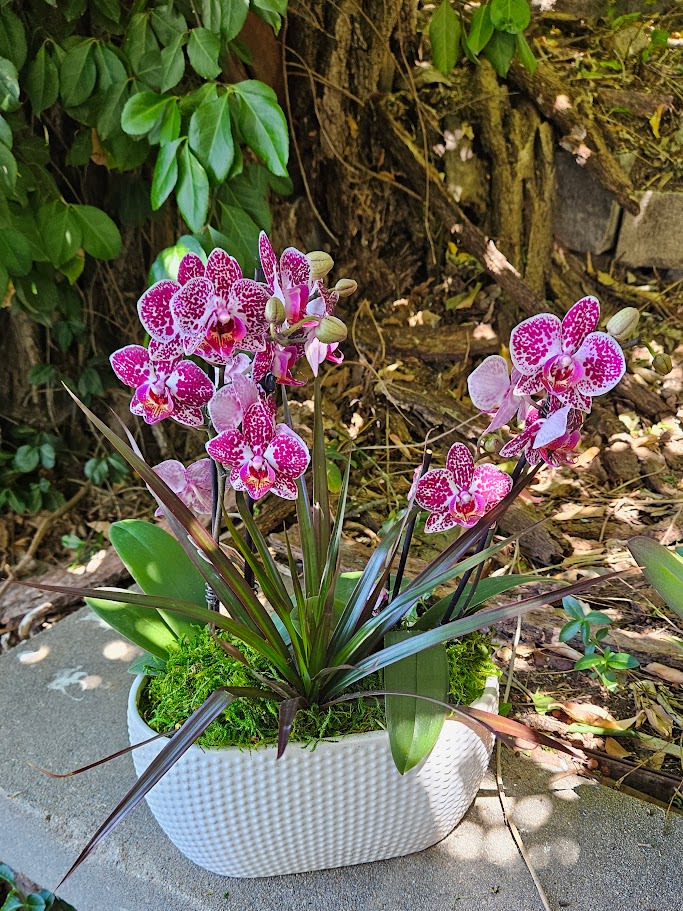 Orchid Garden Luxe - A refined double orchid garden designed to bring elegant color and lasting beauty into any home or office. This luxury orchid planter features vibrant magenta speckled Phalaenopsis orchids accented with rich tropical foliage, natural moss, and modern textural greenery arranged in a contemporary white ceramic container.  Perfect for birthdays, sympathy, thank you gifts, corporate gifting, anniversaries, or upscale home décor, this premium orchid garden offers long-lasting blooms with a clean modern design style. Hand-designed by experienced floral designers at Purple Orchid Flowers and available for delivery throughout the Omaha metro area.
