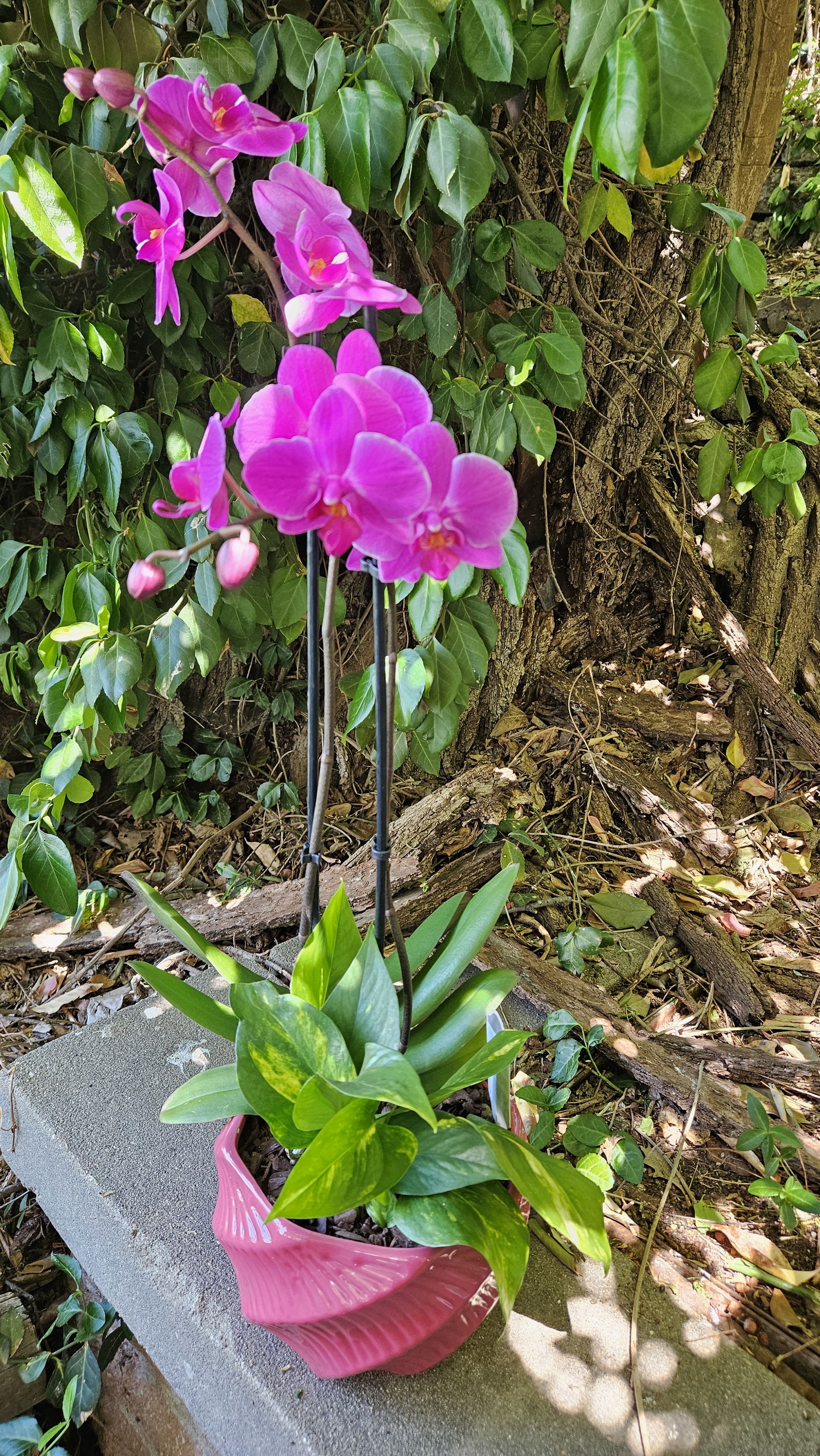 Tropical Purplely Pink Orchid Garden - Bring bold tropical beauty into any space with this vibrant Purplely pink Phalaenopsis orchid garden designed in a modern artistic ceramic container. Featuring premium long-lasting orchid blooms accented with lush tropical greenery and fresh foliage, this elegant orchid planter makes a stunning gift for birthdays, anniversaries, sympathy, thank you occasions, or upscale home décor. The vivid Purplely pink orchids create a luxurious statement while the contemporary container adds a stylish designer touch perfect for homes, offices, hospitals, and reception areas. Hand-designed by the experienced floral designers at Purple Orchid Flowers and available for delivery throughout the Omaha metro area.