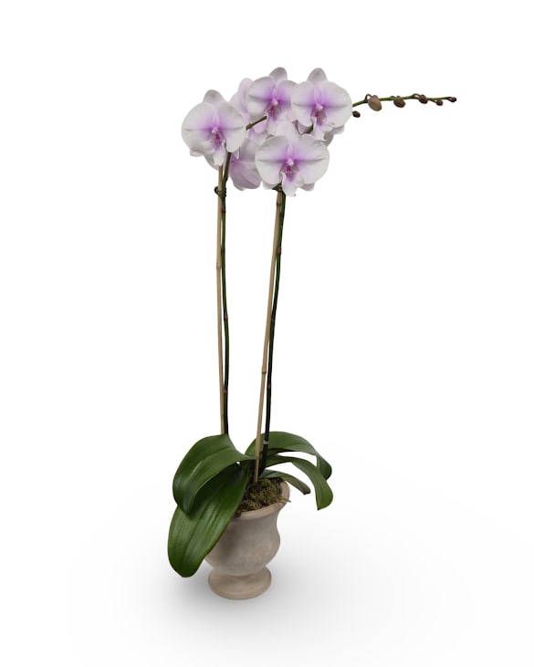 Graceful Orchid Planter - Select this lavender orchid planted in a natural ceramic container.