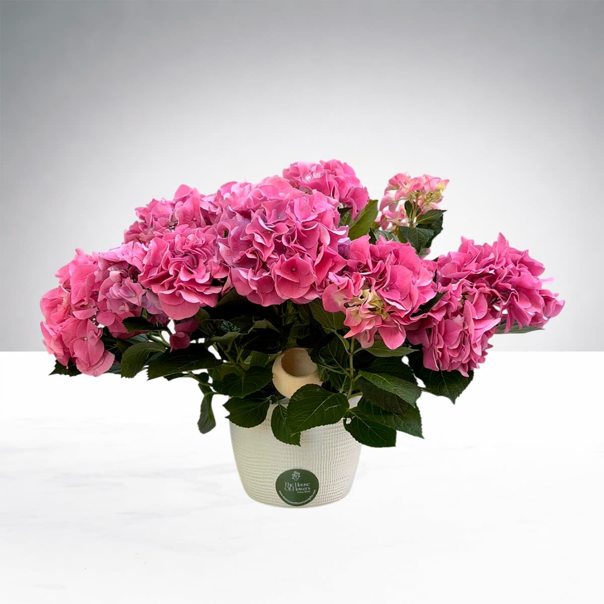 Elegant Hydrangeas Garden - A lush and elegant hydrangea plant beautifully presented in a decorative container with natural stones, delicate finishing details, and a premium raffia bow for an elevated touch.  Each plant is carefully wrapped in our signature packaging and accented with decorative elements that enhance its natural beauty and sophistication.  Perfect for Mother’s Day, birthdays, thank-you gifts, or simply bringing timeless elegance into any home.  Available in pink or blue hydrangeas.Colors may vary slightly based on seasonal availabili