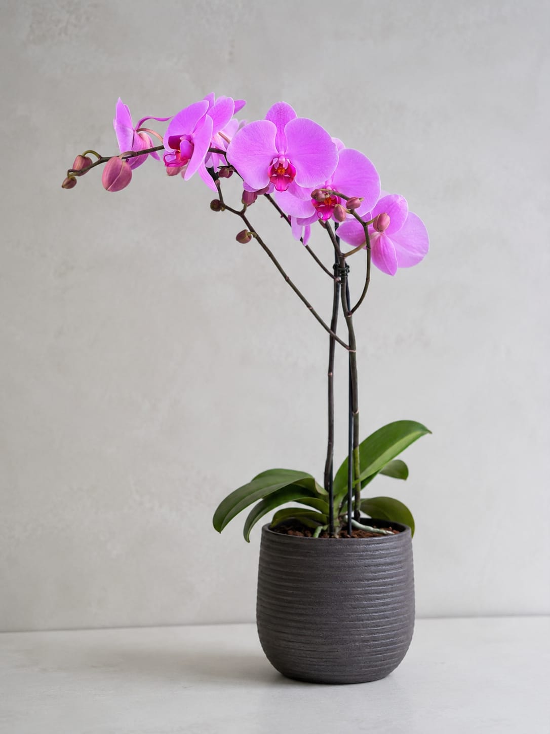 Pink Velvet Orchid - An elegant phalaenopsis orchid with soft blush-pink blooms, designed for interiors that deserve a refined statement piece. Planted in a modern ceramic pot, this orchid brings a calm, luxurious atmosphere with minimal effort.  Known for its long-lasting blooms and sculptural shape, Pink Velvet Orchid is perfect for home styling, office spaces, birthdays, thank-you gifts, or anyone who appreciates timeless floral elegance. A living arrangement that feels both modern and quietly romantic.