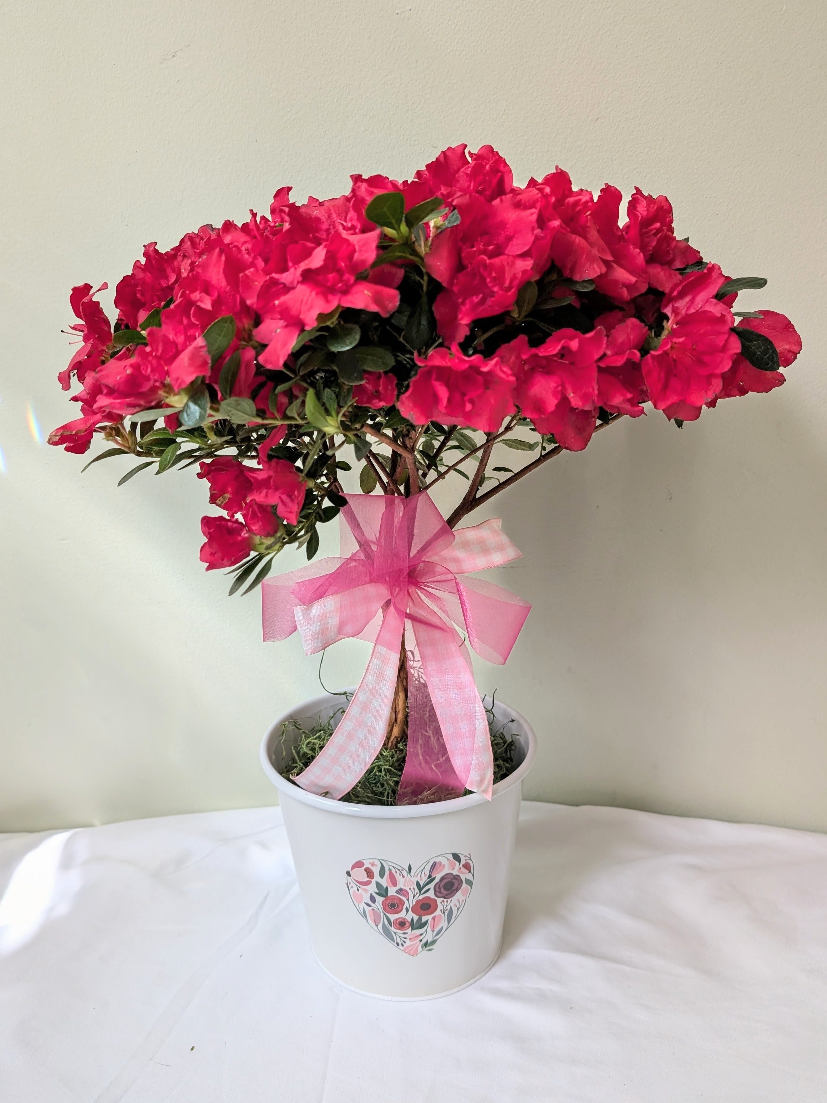 Azalea Tree Plant - A cheerful way to light up a room, azaleas like filtered light and frequent watering. They symbolize love and gentleness so send them to somebody you appreciate and care for.