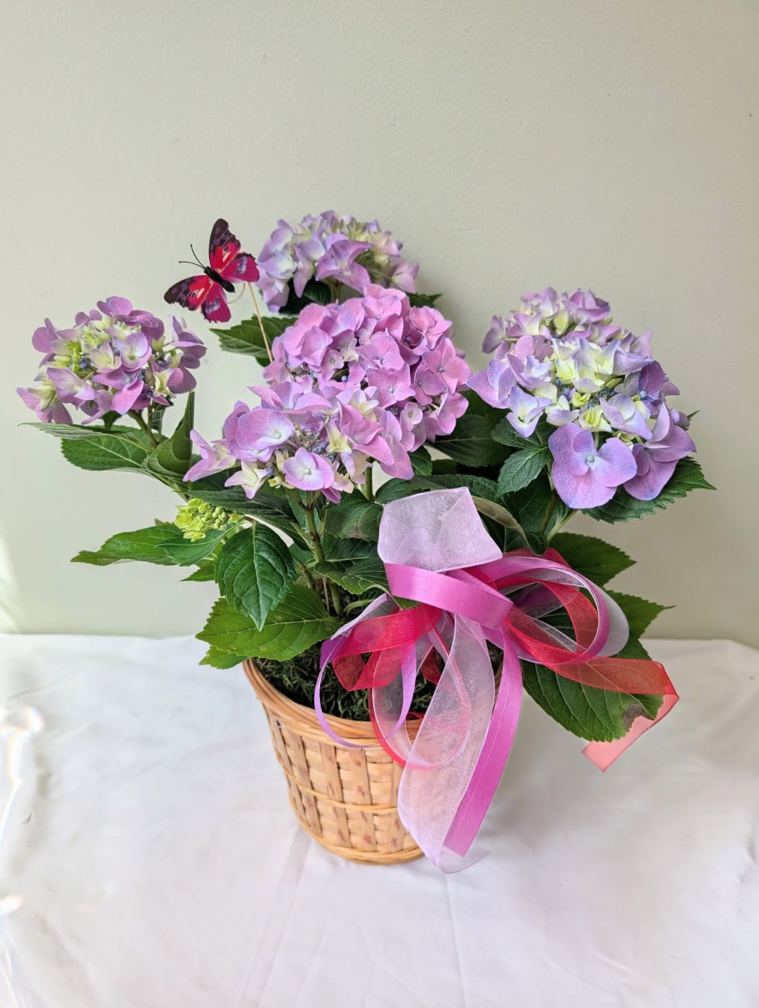 Hydrangea Plant - Send a beautiful hydrangeas plant! Keep the flowers blooming by putting them in a bright (but not the brightest) window. Perfect for Mother's Day, Just Because, or a Birthday!