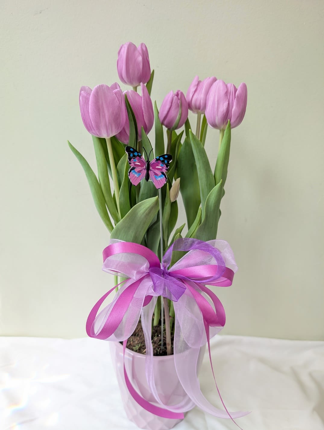 Tulip Plant - Tulips rising from a pale ceramic pot make this tulip plant a cheerful holiday and winter gift that still feels fresh for year-round giving.   Give this to someone you want to brighten during the holidays -it's the kind of potted gift that feels thoughtful without fuss. The compact pot is easy to place and care for indoors; water when the soil feels dry to the touch and keep away from direct heat for the longest bloom life.