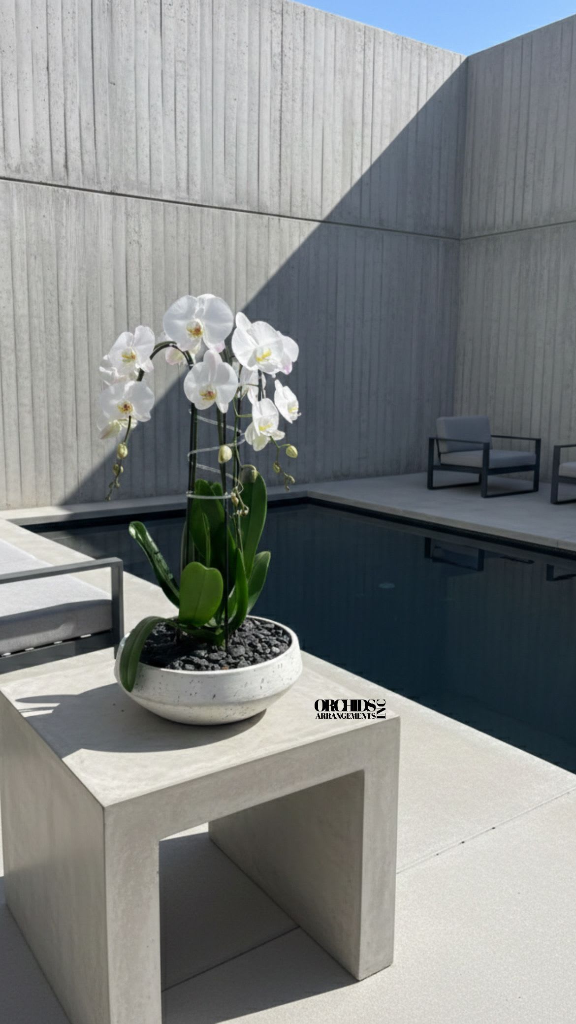 White orchids in a shallow bowl planter on a concrete table