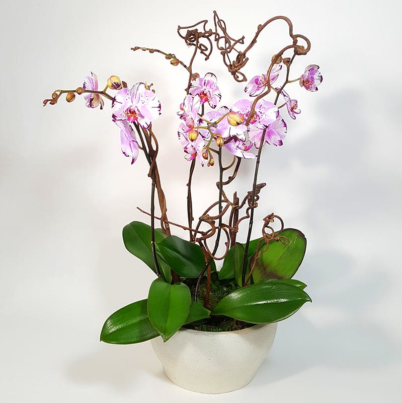 Orchid Poetry  - Arrangement of Phaleanopsis Plants with Branches, and Moss in a Ceramic Vase. 