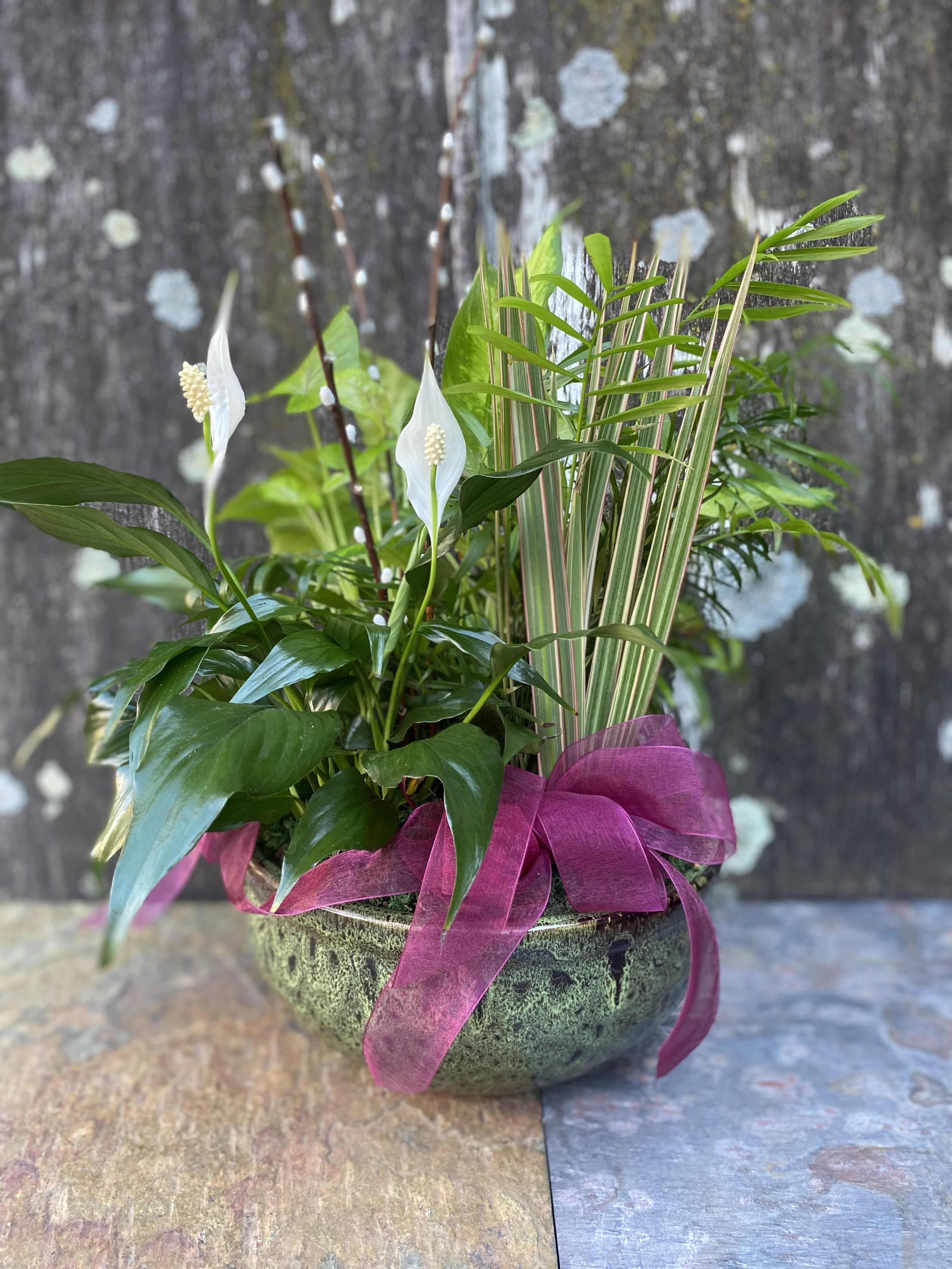Serene Dish Garden - This beautiful gift is a garden of delights. Perfectly at home inside a home or office, it's a great gift for all reasons and seasons.   Approximately 14 1/2" W x 15" H  Orientation: All-Around  