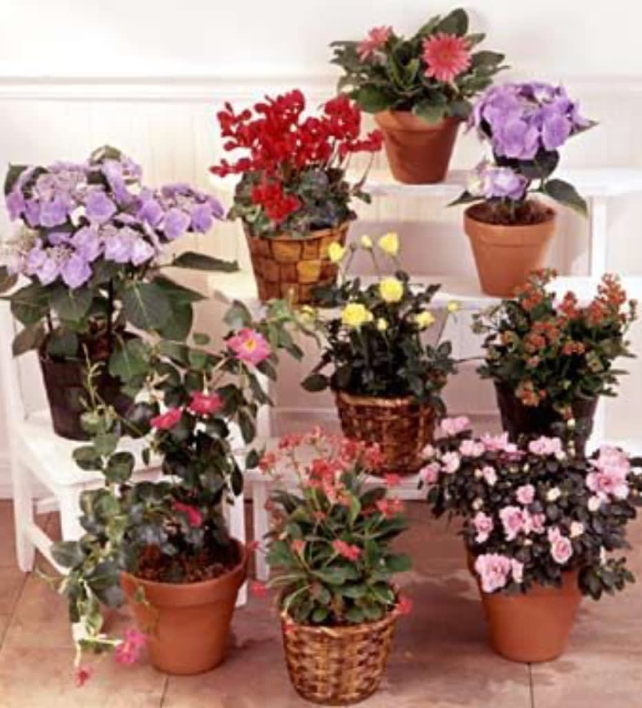 Assorted potted flowering plants arranged on white steps