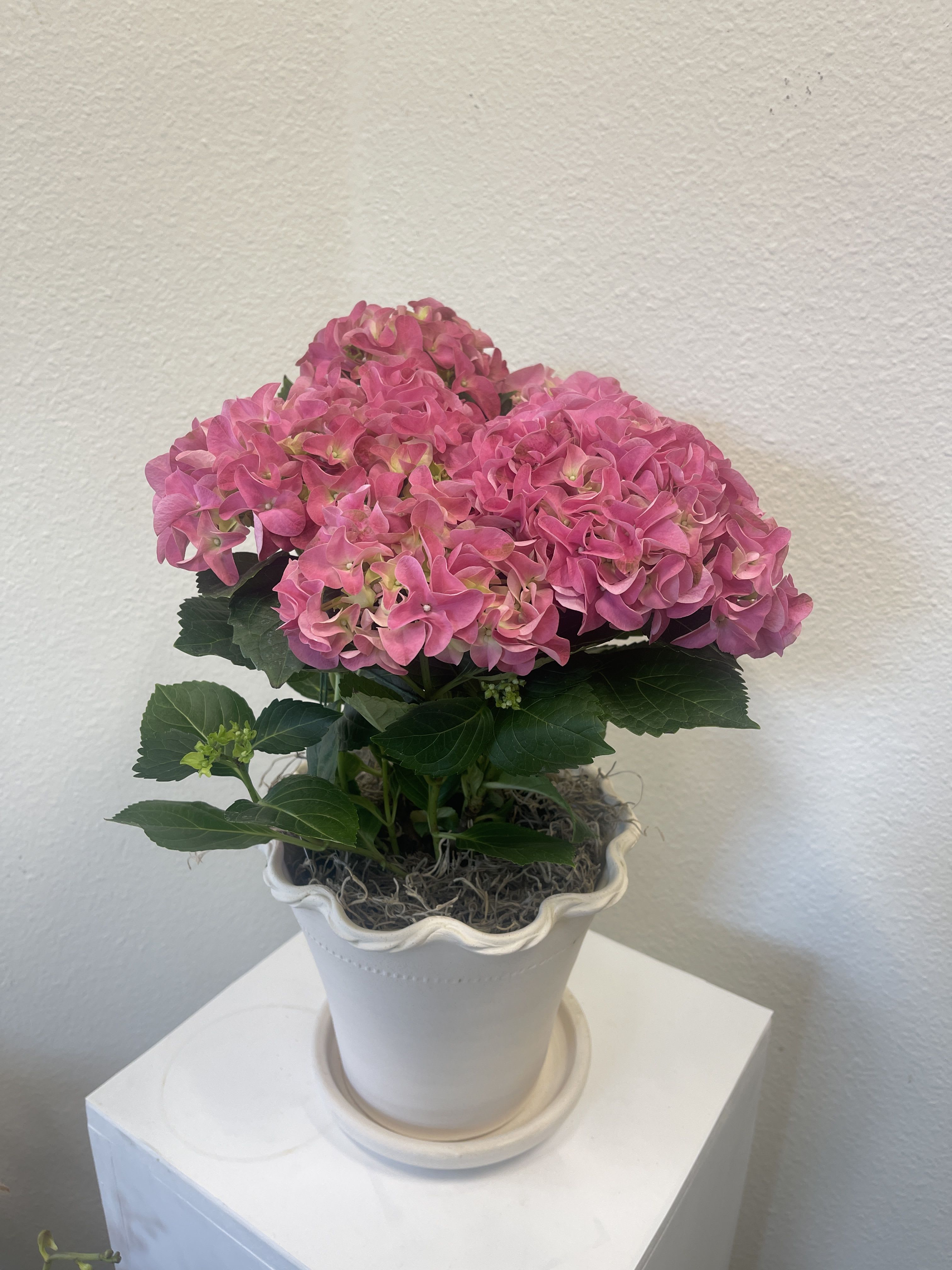 Handmade Hydrangea - Handmade pot with a simply beautiful hydrangea plant.