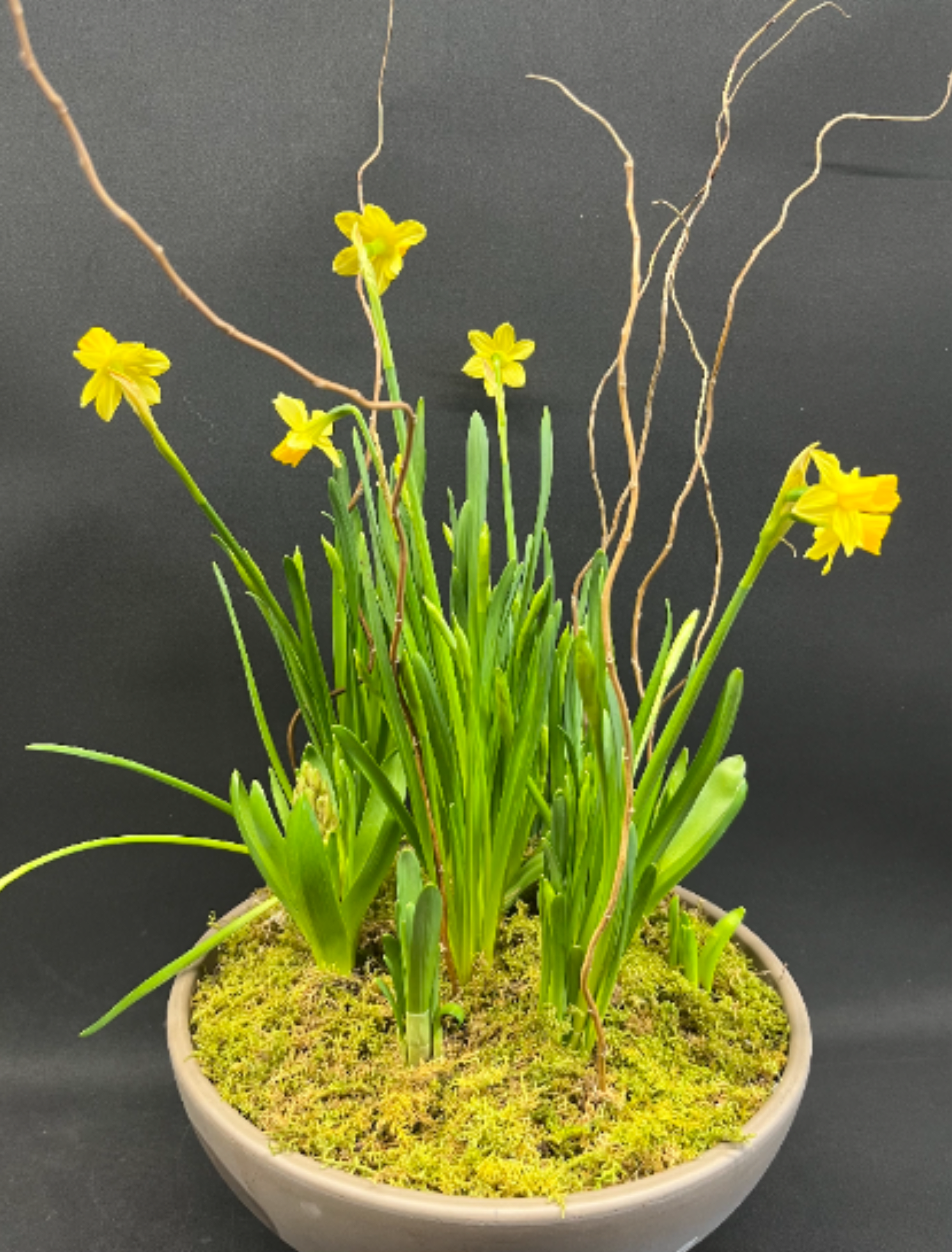 Spring Affair - A charming spring planter filled with miniature daffodils and fragrant hyacinths.