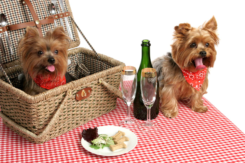 Two small dogs beside a picnic basket with champagne glasses and a bottle