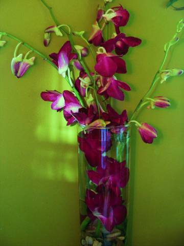 Stylish Oasis - Dendrobium Orchids in Cylinder Vase