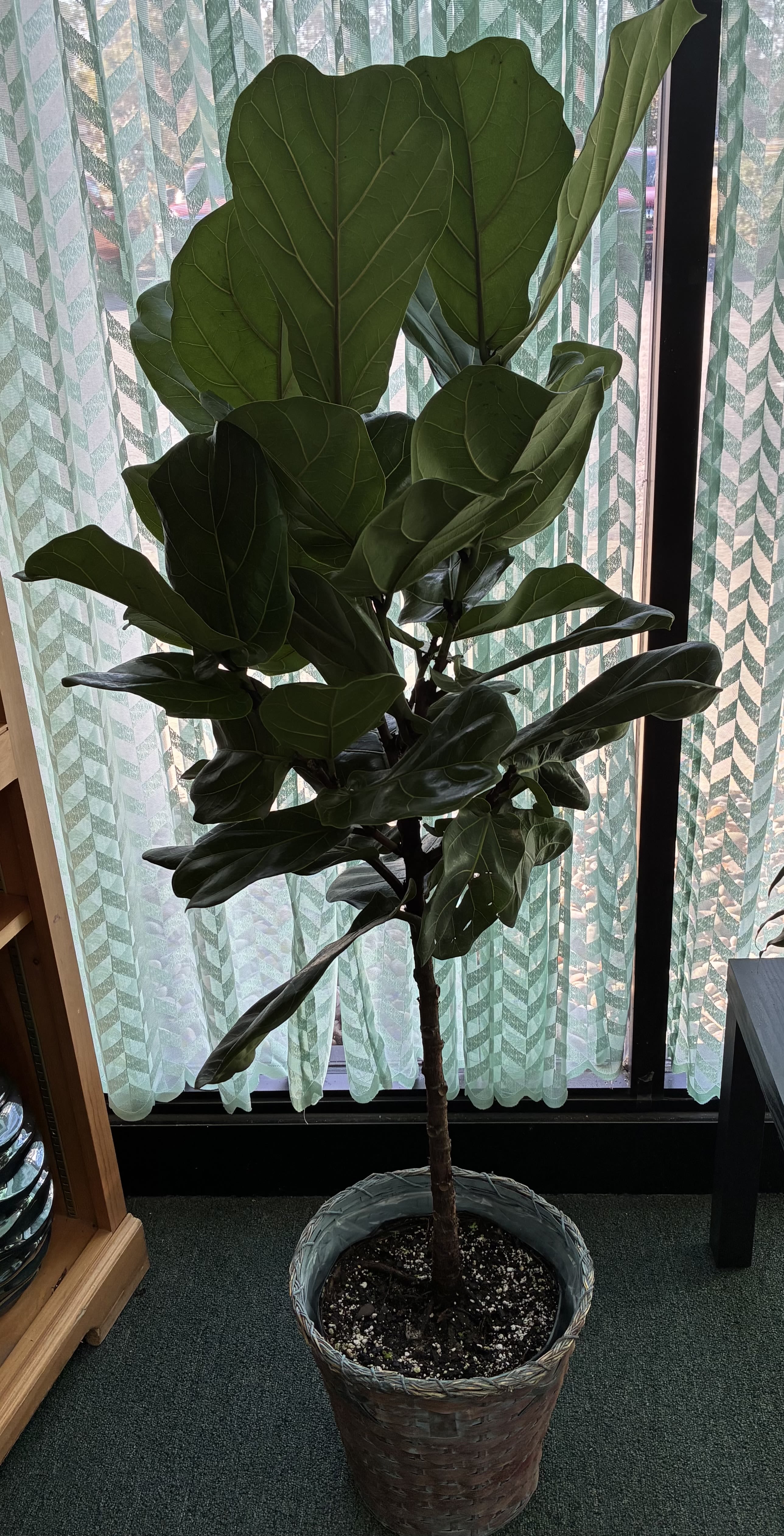 Tall potted fiddle leaf fig plant by a window