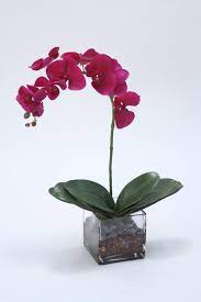 Single magenta orchid stem in a square glass vase