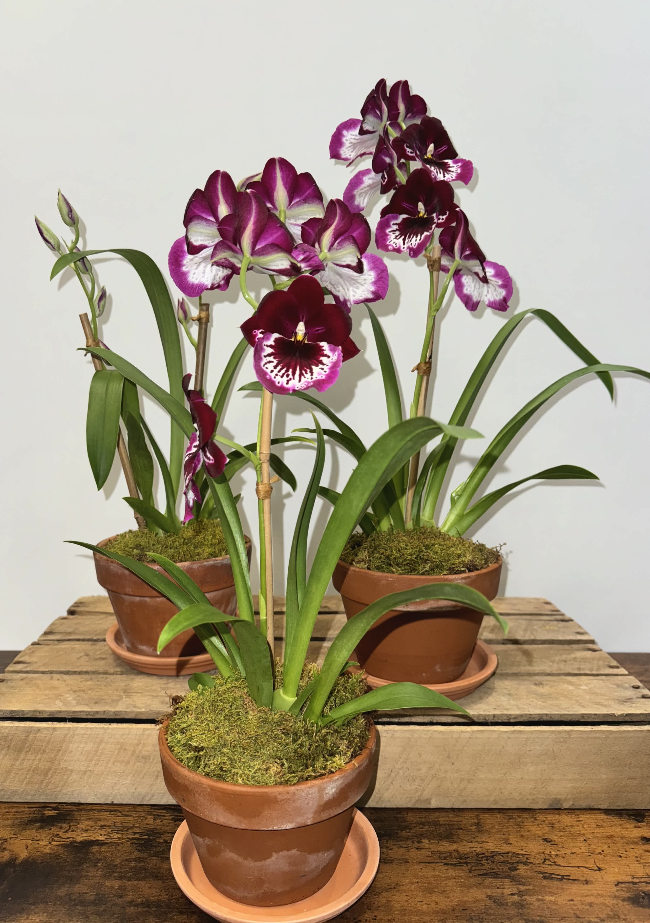 MILTONIA ORCHID - Miltoniopsis Lennart Karl Gottling 'Red Rim' in a 5" clay pot one plant per order, openness of flowers will vary