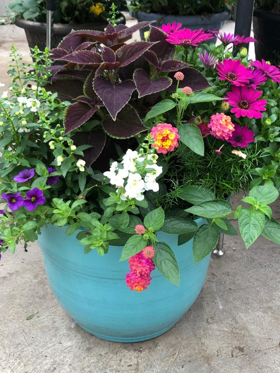 Mixed flowering planter in a turquoise pot with purple and pink blooms