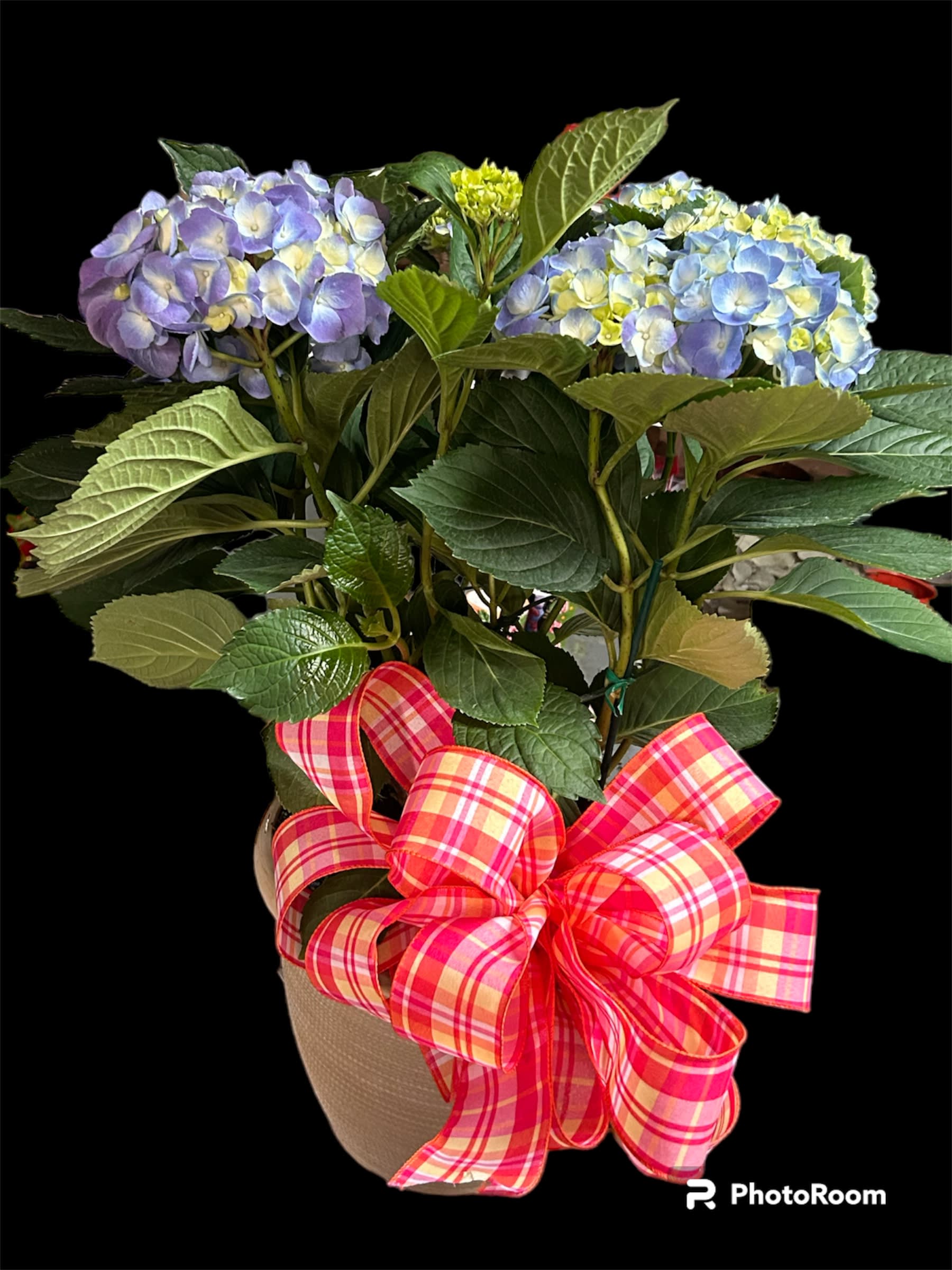 Hydrangea plant - A beautiful hydrangea that can be planted and come back every year!!