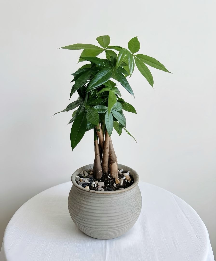 Money Tree in Ribbed Ceramic Pot - A vibrant Money Tree featuring healthy, palm-like green foliage . This symbol of luck and financial success is presented in a classic round ceramic planter with a natural horizontal-ribbed texture. 