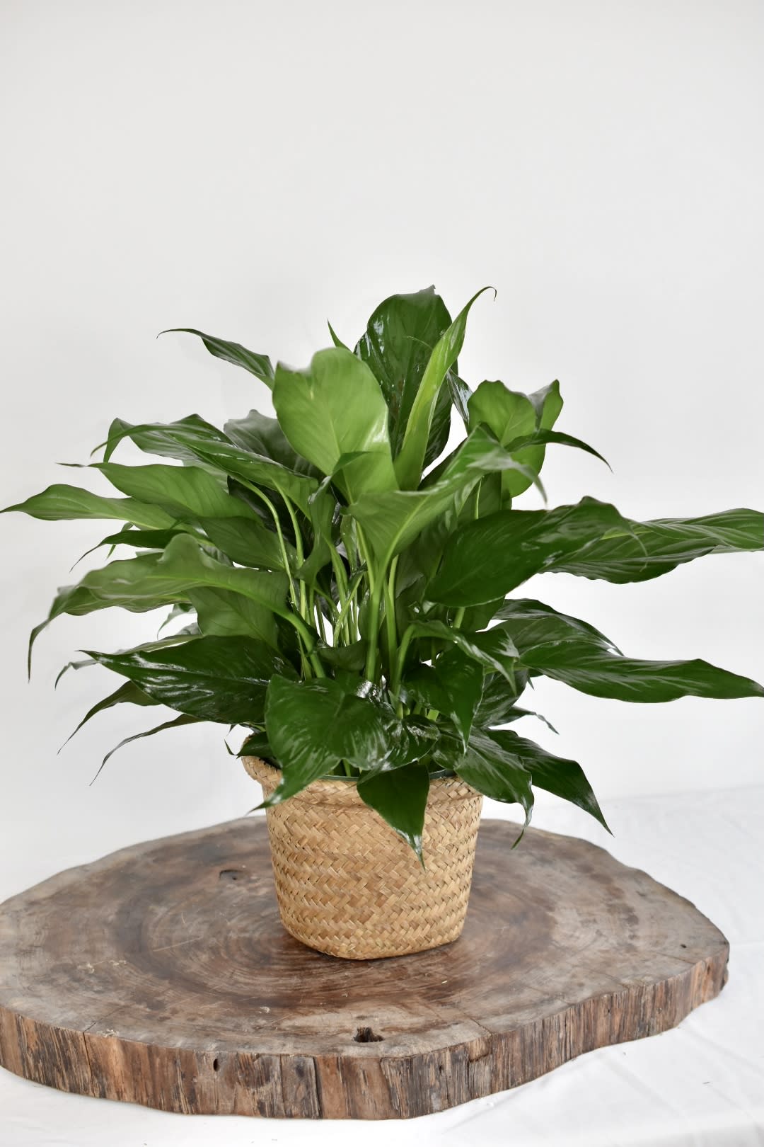 Potted green houseplant in a woven basket planter