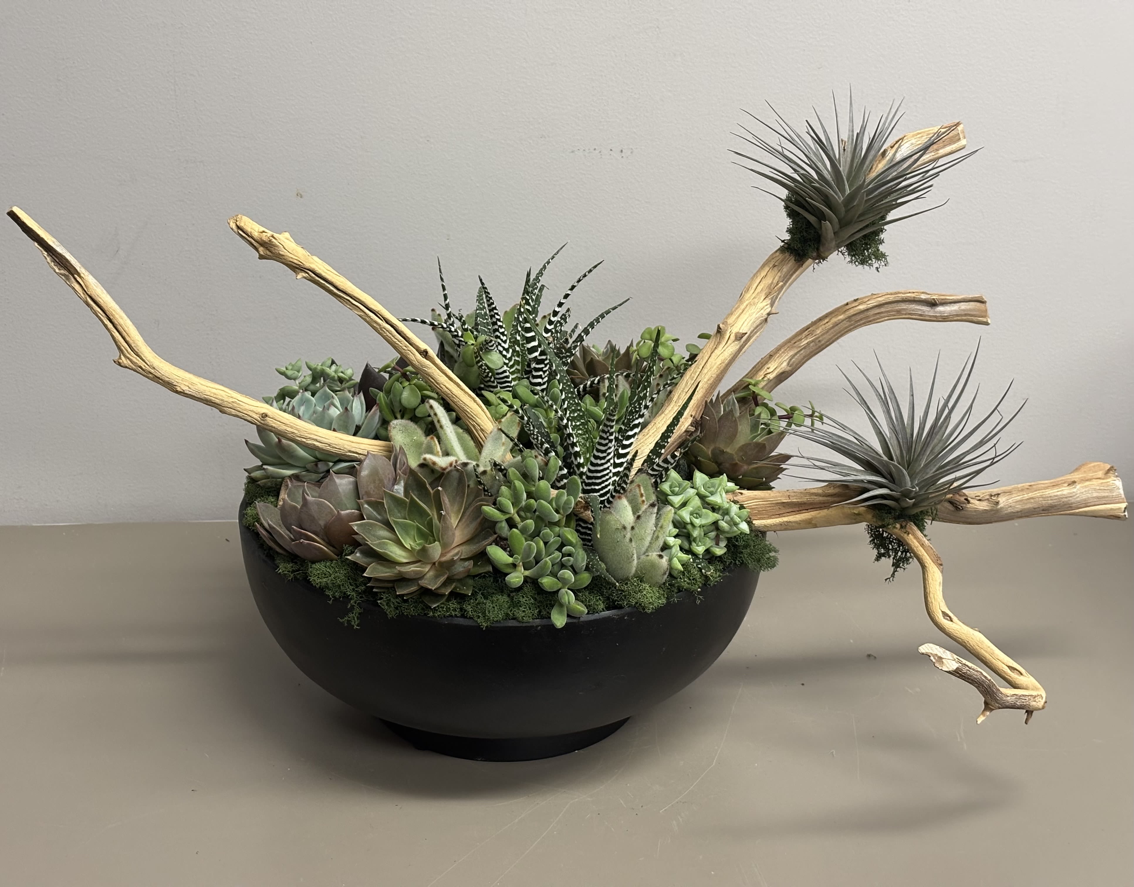 Low black bowl of mixed succulents and air plants with curved driftwood accents