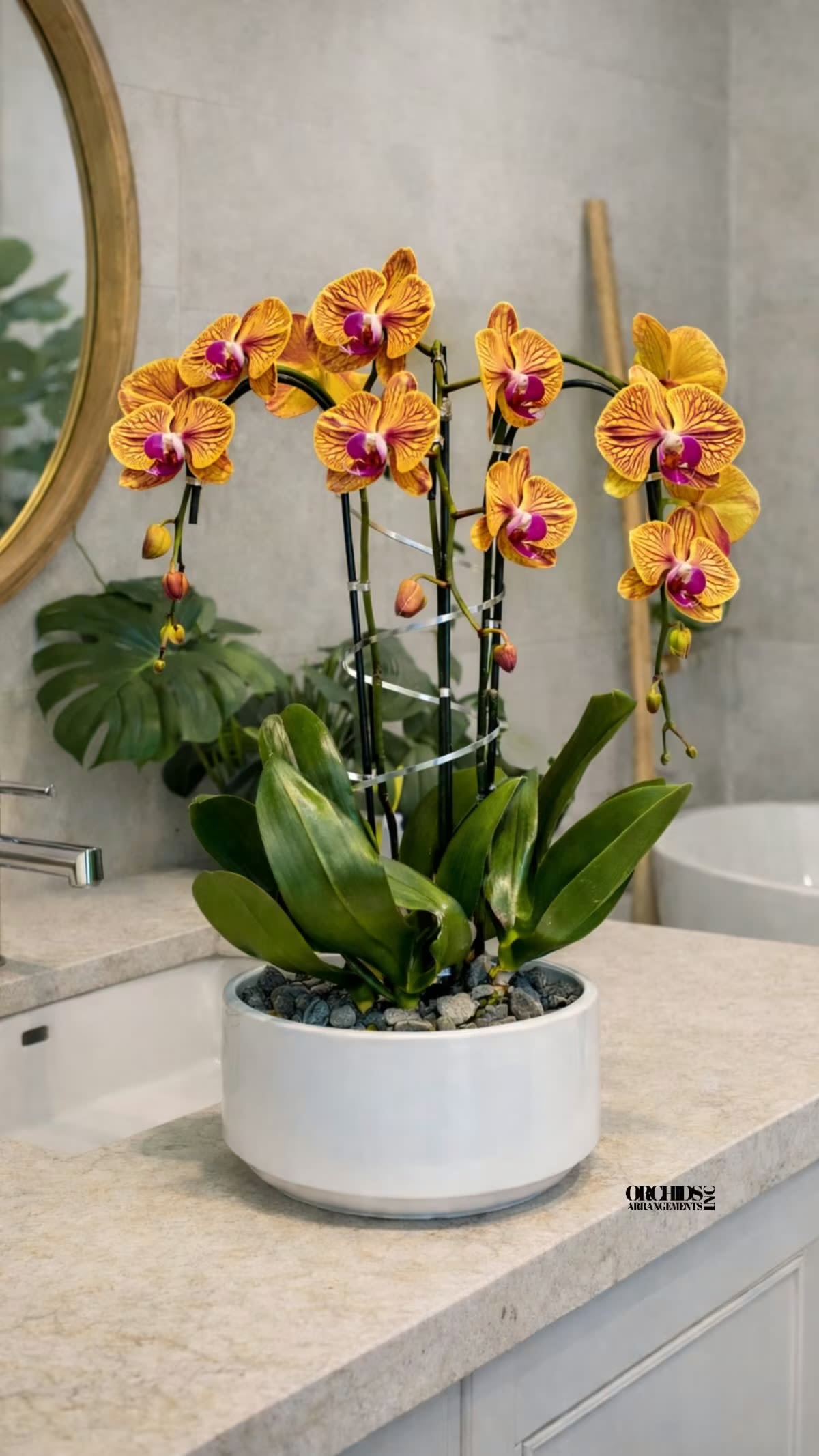 Maison Orchid Miami - Same day Delivery Triple Peach Phalaenopsis Orchid Flower With a Vase 12" x 5" to Miami, Coral Gables, Miami Beach, Bal Harbour, Sunny Isles Beach, Aventura, South Miami, Pinecrest, Doral, West Miami, Coconut Grove, key Biscayne, North Bay Village...      
