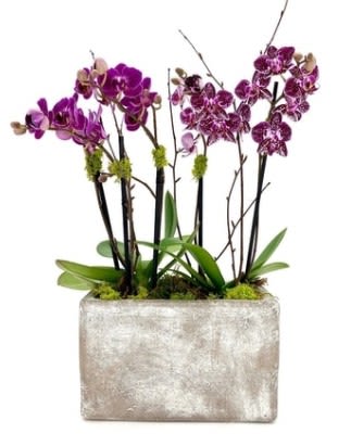 Purple orchids arranged in a rectangular planter