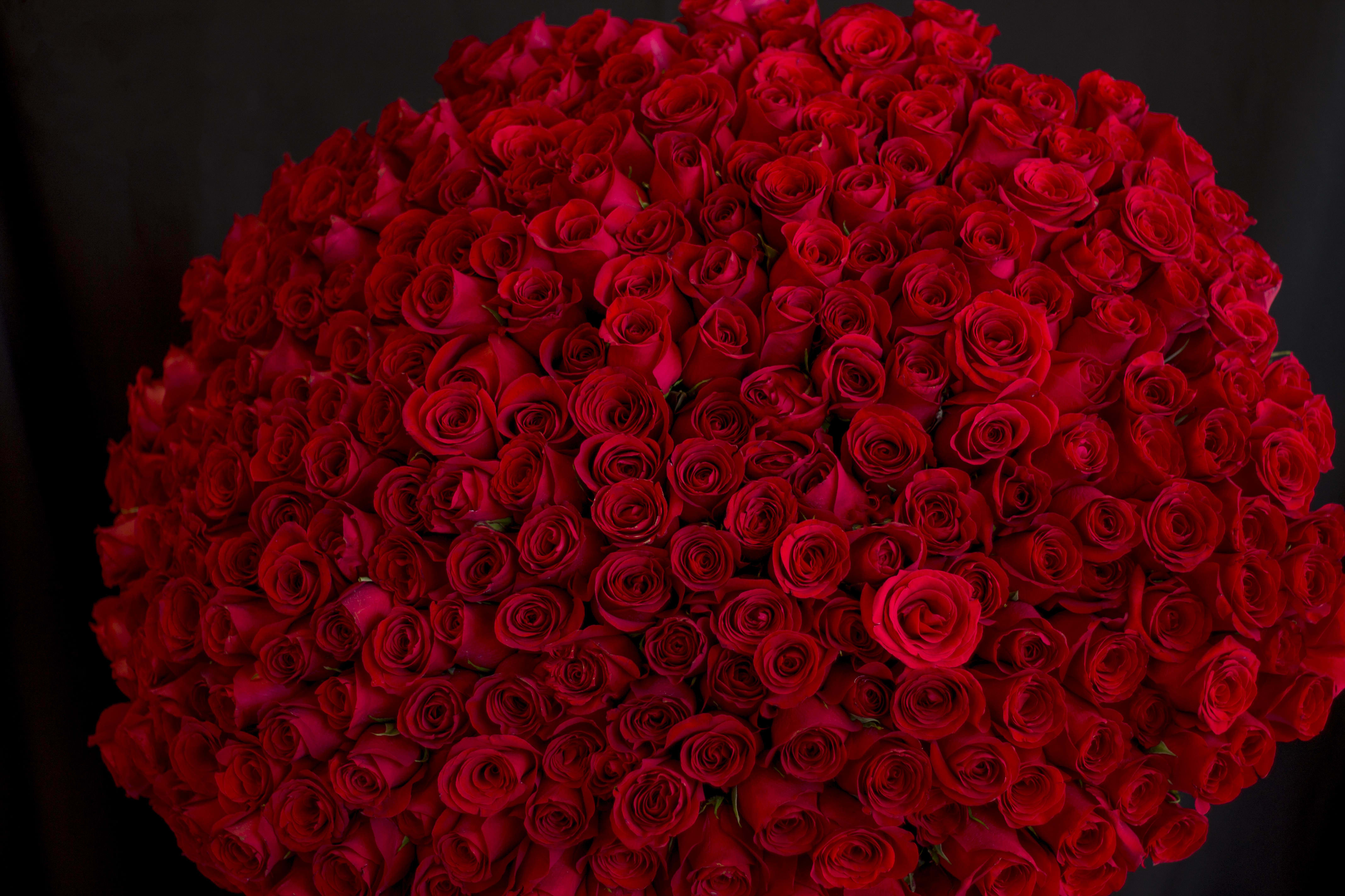 Large round bouquet of red roses against a dark background