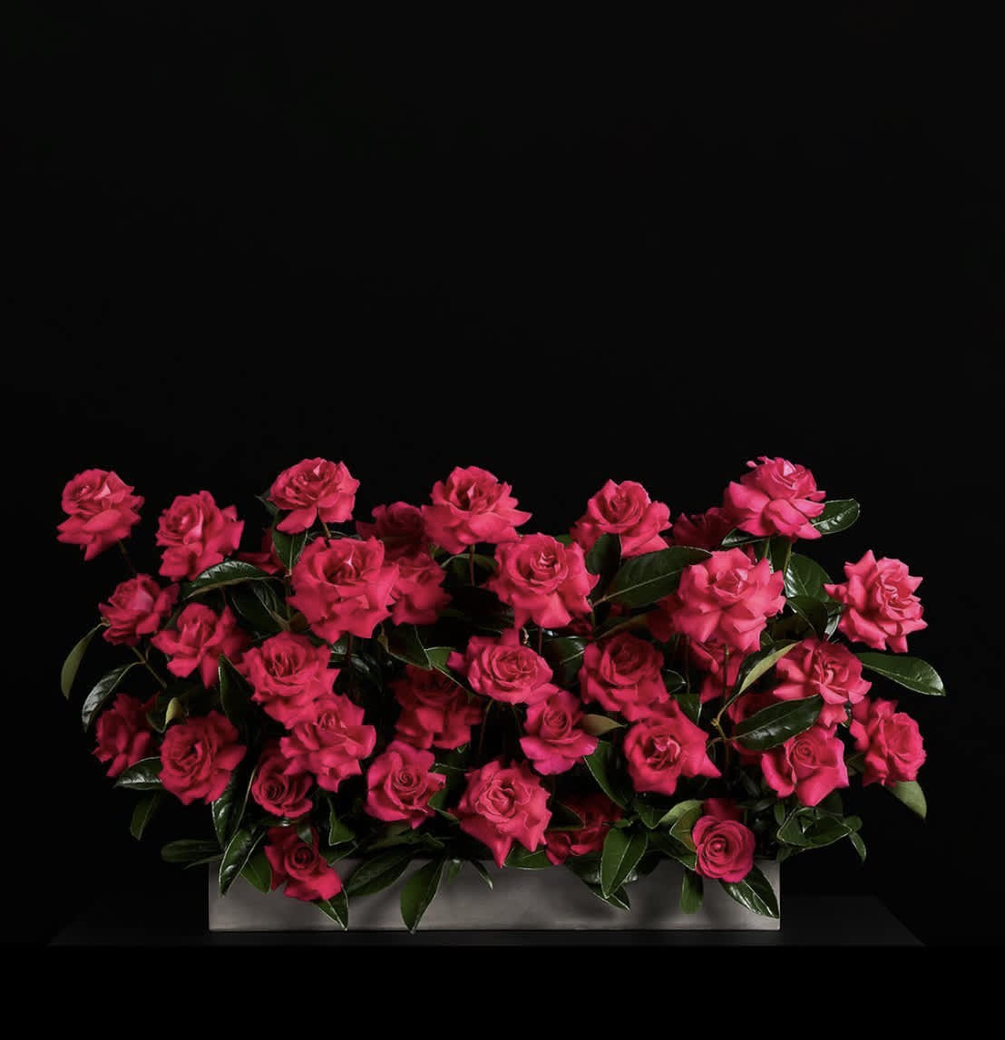 Bright pink roses arranged in a low rectangular container