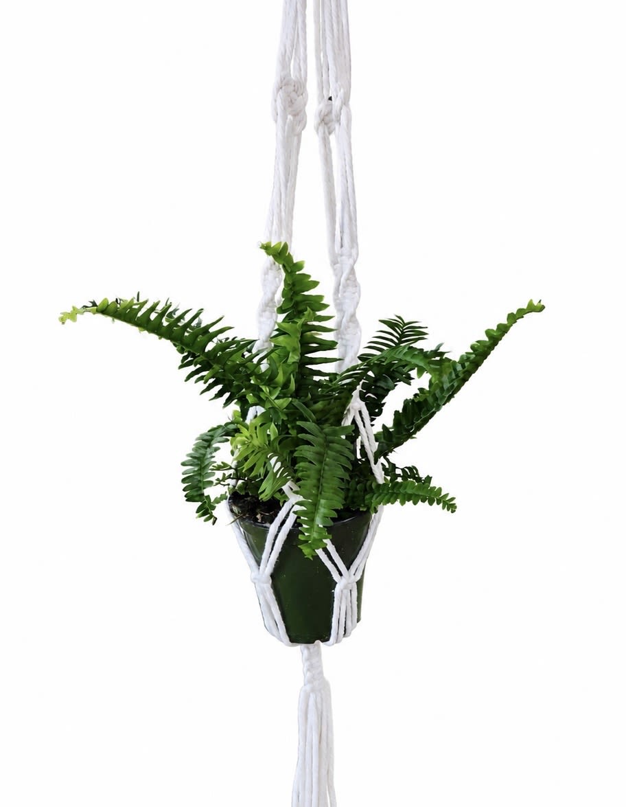 Fern Jesters Crown Macrame Plant Hanger - Fern jesters crown with a macrame plant hanger. The fern pot is approximately 4in.